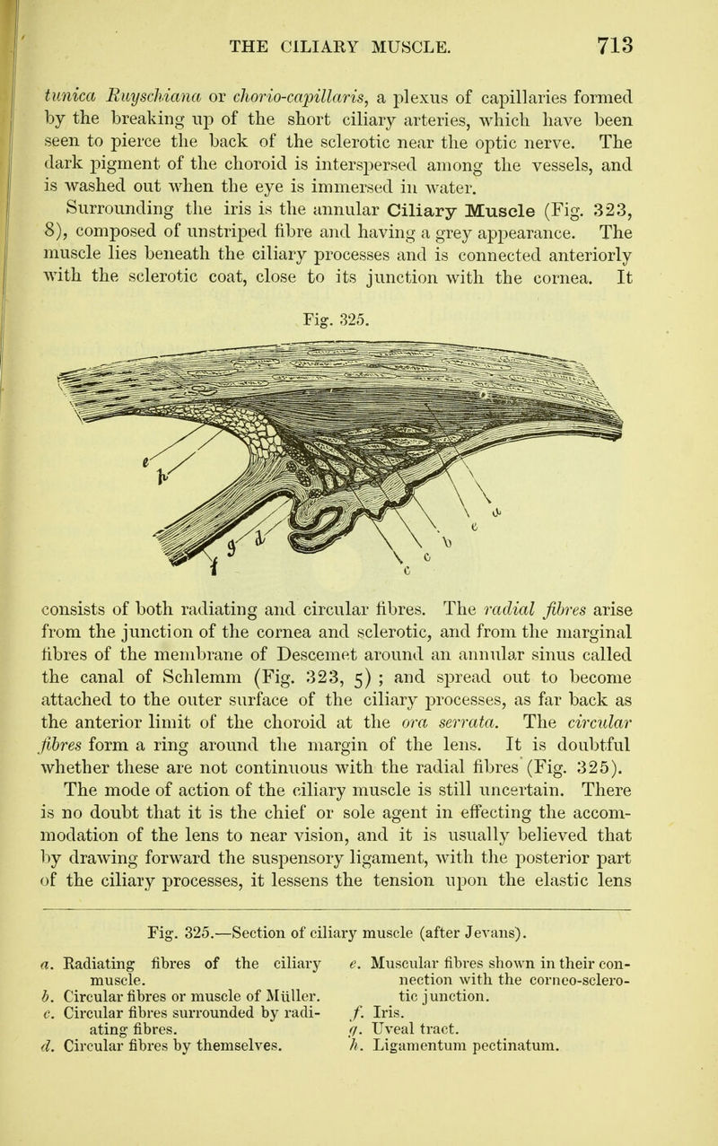 tunica Euyschiana or cJiorio-capillaris, a plexus of capillaries formed by the breaking up of the short ciliary arteries, which have been seen to pierce the back of the sclerotic near the optic nerve. The dark pigment of the choroid is interspersed among the vessels, and is washed out when the eye is immersed in water. Surrounding the iris is the annular Ciliary Muscle (Fig. 323, 8), composed of unstriped fibre and having a grey appearance. The muscle lies beneath the ciliary processes and is connected anteriorly with the sclerotic coat, close to its junction with the cornea. It Fig. 325. consists of both radiating and circular fibres. The radial fibres arise from the junction of the cornea and sclerotic, and from the marginal fibres of the membrane of Descemet around an annular sinus called the canal of Schlemm (Fig. 323, 5) ; and sjDread out to become attached to the outer surface of the ciliary processes, as far back as the anterior limit of the choroid at the ora serrata. The circular fibres form a ring around the margin of the lens. It is doubtful whether these are not continuous with the radial fibres (Fig. 325). The mode of action of the ciliary muscle is still uncertain. There is no doubt that it is the chief or sole agent in efi'ecting the accom- modation of the lens to near vision, and it is usually believed that by drawing forward the suspensory ligament, with the posterior part of the ciliary processes, it lessens the tension upon the elastic lens Fig. 325.—Section of ciliary muscle (after Jevans). a. Eadiating fibres of the ciliary muscle. b. Circular fibres or muscle of Miiller. e. Circular fibres surrounded by radi- ating fibres. d. Circular fibres by themselves. e. Muscular fibres shown in their con- nection with the corneo-sclero- tic junction. /. Iris. f/. Uveal tract. h. Ligamentum pectinatum.