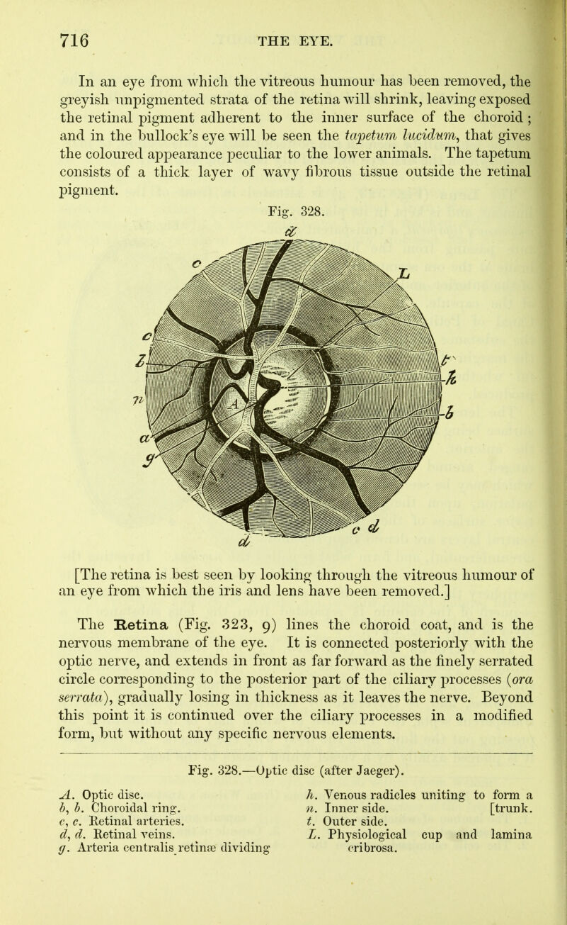 In an eye from which the vitreous humour has been removed, the greyish unpigmentecl strata of the retina will shrink, leaving exposed the retinal pigment adherent to the inner surface of the choroid; and in the bullock's eye will be seen the tapetum lucidum^ that gives the coloured appearance peculiar to the lower animals. The tapetuni consists of a thick layer of wavy fibrous tissue outside the retinal pigment. [The retina is best seen by looking through the vitreous humour of an eye from which the iris and lens have been removed.] The Retina (Fig. 323, 9) lines the choroid coat, and is the nervous membrane of tlie eye. It is connected posteriorly with the optic nerve, and extends in front as far forward as the finely serrated circle corresponding to the posterior part of the ciliary processes {ora serrata), gradually losing in thickness as it leaves the nerve. Beyond this point it is continued over the ciliary processes in a modified form, but without any specific nervous elements. Fig. 328. Fig. 328.—Optic disc (after Jaeger). A. Optic disc. li. Venous radicles uniting to form a n. Inner side. [trunk. t. Outer side. g. Arteria centralis retinae dividing ^, h. Choroidal ring. €^ c. Retinal arteries. d. Eetinal veins. L. Physiological cup and lamina eribrosa.