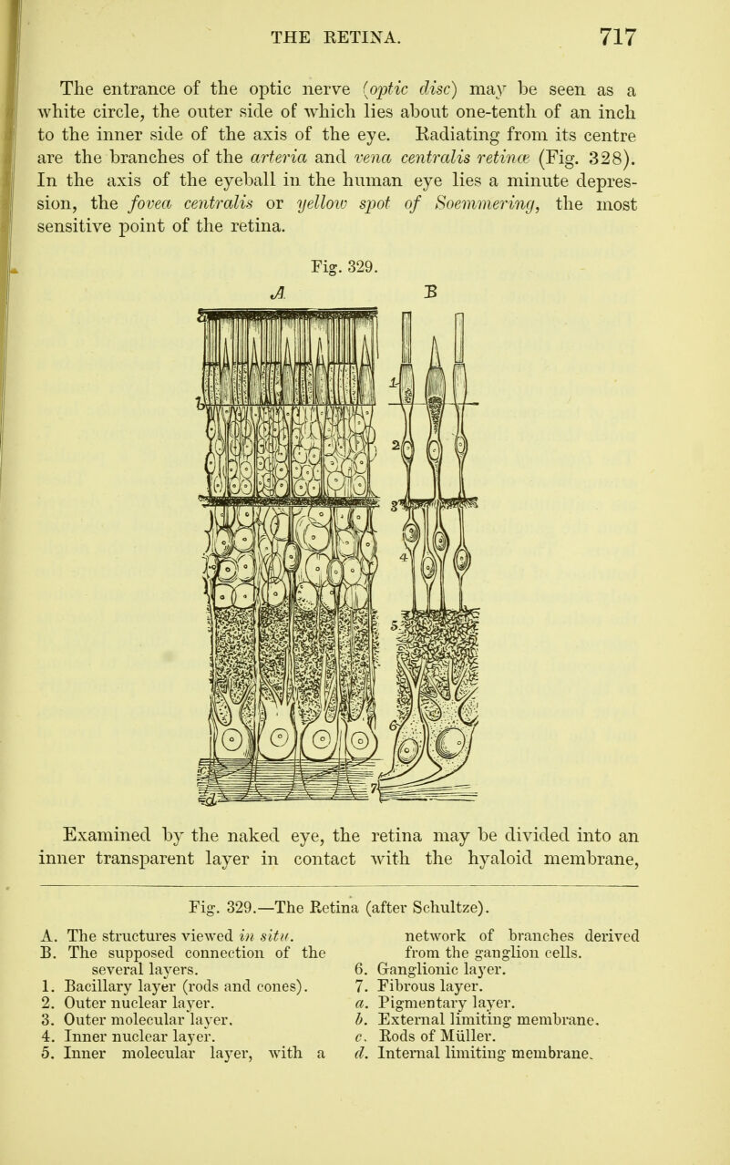 The entrance of the optic nerve {oiitic disc) may be seen as a white circle, the onter side of which lies about one-tenth of an inch to the inner side of the axis of the eye. Kadiating from its centre are the branches of the arteria and vena centralis retince (Fig. 328). In the axis of the eyeball in the human eye lies a minute depres- sion, the fovea centralis or yellovj sjjot of Soemmering, the most sensitive point of the retina. Fig. 329. A 3 Examined by the naked eye, the retina may be divided into an inner transparent layer in contact with the hyaloid membrane, Fig. 329.—The Ketina (after Schultze). A. The structures viewed in situ. B. The supposed connection of the several layers. 1. Bacillary layer (rods and cones). 2. Outer nuclear layer. 3. Outer molecular layer. 4. Inner nuclear layer. 5. Inner molecular layer, Avith a network of branches derived from the ganglion cells. 6. Ganglionic layer. 7. Fibrous layer. a. Pigmentary layer. h. External limiting membrane. c, Eods of Miiller. (L Internal limiting membrane.