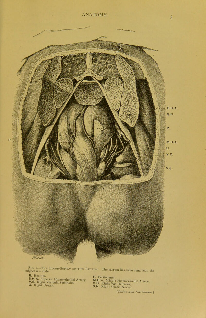 ANATOMY. 3 sufc m^BL°0D-Su,','LV °F TE KXTUM- The sau'» &■ been removed ; the R. Rectum. w'o'A' Superior Hemorrhoidal Artery. v.8. Right Vesicula Seminalw. U. Right Ureter. P. Peritoneum. M.H.a. Middle Hemorrhoidal Artery. V.D. Right Vas Deferens, S.N. Right Sciatic Nerve. (Qui'nii and Hartmann.)