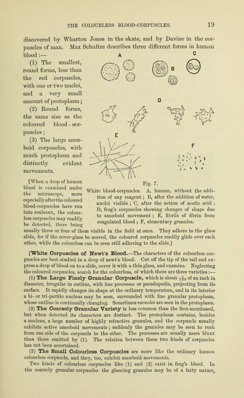 discovered by Wharton Jones in the skate, and by Davine in the cor¬ puscles of man. Max Schultze describes three different forms in human blood:— A c (1) The smallest, round forms, less than the red corpuscles, with one or two nuclei, and a very small amount of protoplasm; (2) Round forms, the same size as the coloured blood - oor- puscles; (3) The large amoe¬ boid corpuscles, with much protoplasm and distinctly evident movements. [When a drop of human blood is examined under the microscope, more especially after the coloured blood-corpuscles have run into rouleaux, the colour¬ less corpuscles may readily be detected, there beino- * * , * to * Fig. 7. White blood-corpuscles. A, human, without the addi¬ tion of any reagent; B, after the addition of water, nuclei visible ; C, after the action of acetic acid ; D, frog’s corpuscles showing changes of shape due to amoeboid movement ; E, fibrils of fibrin from coagulated blood ; F, elementary granules. usually three or four of them visible in the field at once. They adhere to the glass slide, for if the cover-glass be moved, the coloured corpuscles readily glide over each other, while the colourless can be seen still adhering to the slide.] [White Corpuscles of Newt’s Blood.—The characters of the colourless cor¬ puscles are best studied in a drop of newt’s blood. Cut off the tip of the tail and ex¬ press a drop of blood on to a slide, cover it with a thin glass, and examine. Neglecting the coloured corpuscles, search for the colourless, of which there are three varieties :— (1) The Large Finely Granular Corpuscle, which is about of an inch in diameter, irregular in outline, with fine processes or pseudopodia, projecting from its surface. It rapidly changes its shape at the ordinary temperature, and in its interior a bi- or tri-partite nucleus may be seen, surrounded with fine granular protoplasm, whose outline is continually changing. Sometimes vacuoles are seen in the protoplasm. (2) The Coarsely Granular Variety is less common than the first-mentioned, but when detected its characters are distinct. The protoplasm contains, besides a nucleus, a large number of highly refractive granules, and the corpuscle usually exhibits active amoeboid movements ; suddenly the granules may be seen to rush from one side of the corpuscle to the other. The processes are usually more blunt than those emitted by (1). The relation between these two kinds of corpuscles has not been ascertained. (3) The Small Colourless Corpuscles are more like the ordinary human colourless corpuscle, and they, too, exhibit amoeboid movements. Two kinds of colourless corpuscles like (1) and (2) exist in frog’s blood. In the coarsely granular corpuscles the glancing granules may be of a fatty nature^