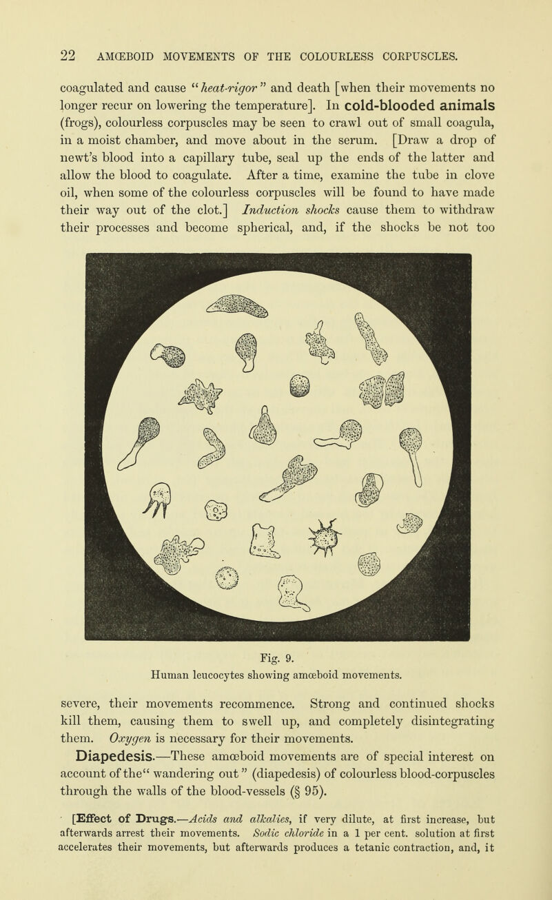 coagulated and cause “ heat-rigor ” and death [when their movements no longer recur on lowering the temperature]. In cold-blooded animals (frogs), colourless corpuscles may be seen to crawl out of small coagula, in a moist chamber, and move about in the serum. [Draw a drop of newt’s blood into a capillary tube, seal up the ends of the latter and allow the blood to coagulate. After a time, examine the tube in clove oil, when some of the colourless corpuscles will be found to have made their way out of the clot.] Induction shocks cause them to withdraw their processes and become spherical, and, if the shocks be not too Fig. 9. Human leucocytes showing amoeboid movements. severe, their movements recommence. Strong and continued shocks kill them, causing them to swell up, and completely disintegrating them. Oxygen is necessary for their movements. Diapedesis.—These amoeboid movements are of special interest on account of the“ wandering out ” (diapedesis) of colourless blood-corpuscles through the walls of the blood-vessels (§ 95). [Effect of Drugs.—Adds and alkalies, if very dilute, at first increase, but afterwards arrest their movements. Sodic chloride in a 1 per cent, solution at first accelerates their movements, but afterwards produces a tetanic contraction, and, it