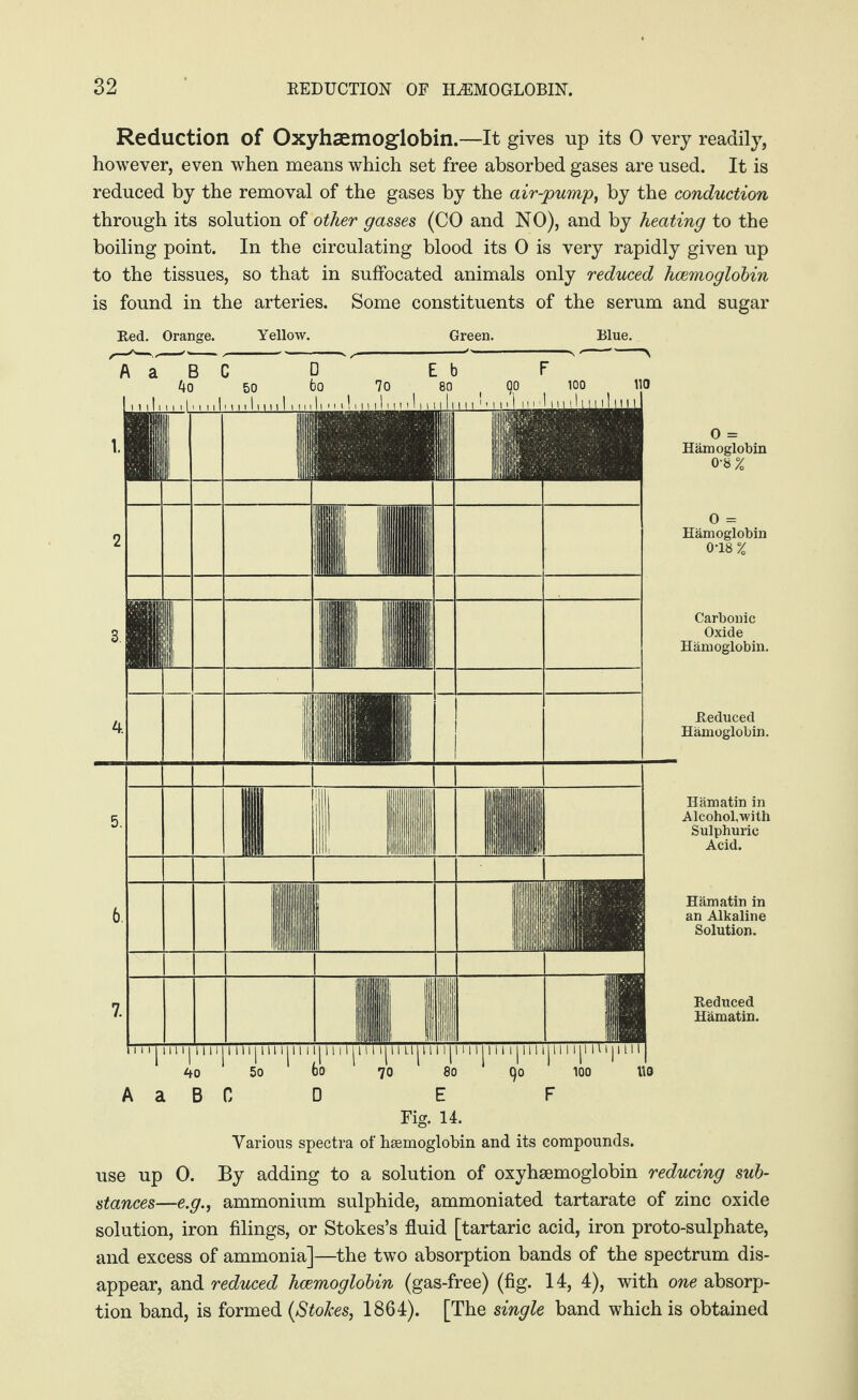 Reduction of Oxyhaemoglobin.—It gives up its 0 very readily, however, even when means which set free absorbed gases are used. It is reduced by the removal of the gases by the air-pump, by the conduction through its solution of other gasses (CO and NO), and by heating to the boiling point. In the circulating blood its 0 is very rapidly given up to the tissues, so that in suffocated animals only reduced haemoglobin is found in the arteries. Some constituents of the serum and sugar Red. Orange. Yellow. Green. Blue. A a B C D E F Fig. 14. Various spectra of haemoglobin and its compounds. 0 = Hämoglobin 0-8% 0 = Hämoglobin 0-18% Carbonic Oxide Hämoglobin. Reduced Hämoglobin. Hämatin in Alcohol,with Sulphuric Acid. Hämatin in an Alkaline Solution. Reduced Hämatin. use up 0. By adding to a solution of oxyhsemoglobin reducing sub¬ stances—e.g., ammonium sulphide, ammoniated tartarate of zinc oxide solution, iron filings, or Stokes’s fluid [tartaric acid, iron proto-sulphate, and excess of ammonia]—the two absorption bands of the spectrum dis¬ appear, and reduced haemoglobin (gas-free) (fig. 14, 4), with one absorp¬ tion band, is formed (Stokes, 1864). [The single band which is obtained