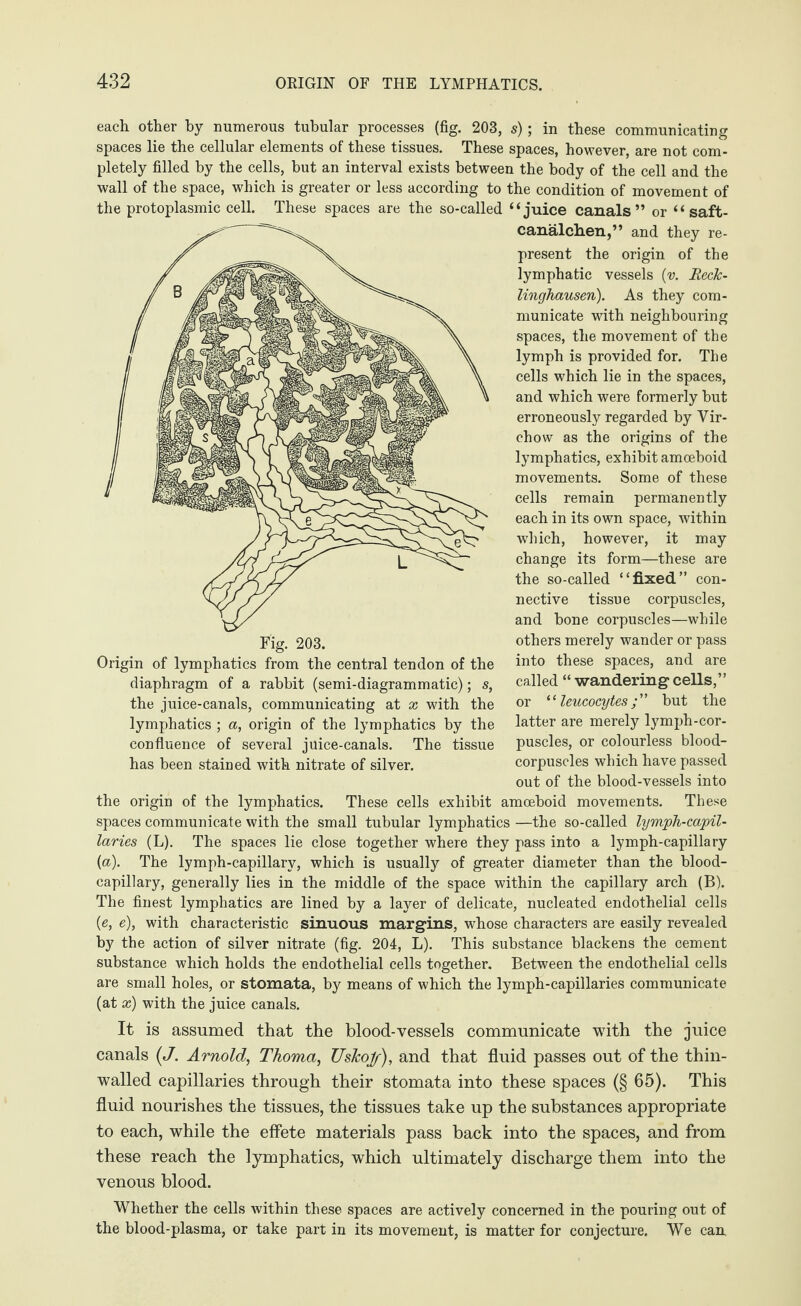 each other by numerous tubular processes (fig. 203, s); in these communicating spaces lie the cellular elements of these tissues. These spaces, however, are not com¬ pletely filled by the cells, but an interval exists between the body of the cell and the wall of the space, which is greater or less according to the condition of movement of the protoplasmic cell. These spaces are the so-called “juice canals” or “ saft- canälchen,” and they re¬ present the origin of the lymphatic vessels (v. Reck¬ linghausen). As they com¬ municate with neighbouring spaces, the movement of the lymph is provided for. The cells which lie in the spaces, and which were formerly but erroneously regarded by Vir¬ chow as the origins of the lymphatics, exhibit amoeboid movements. Some of these cells remain permanently each in its own space, within which, however, it may change its form—these are the so-called “fixed” con¬ nective tissue corpuscles, and bone corpuscles—while others merely wander or pass into these spaces, and are called “ wandering* cells,” or “leucocytesbut the latter are merely lymph-cor¬ puscles, or colourless blood- corpuscles which have passed out of the blood-vessels into the origin of the lymphatics. These cells exhibit amoeboid movements. These spaces communicate with the small tubular lymphatics —the so-called lymph-capil¬ laries (L). The spaces lie close together where they pass into a lymph-capillary {a). The lymph-capillary, which is usually of greater diameter than the blood¬ capillary, generally lies in the middle of the space within the capillary arch (B). The finest lymphatics are lined by a layer of delicate, nucleated endothelial cells (e, e), with characteristic sinuous margins, whose characters are easily revealed by the action of silver nitrate (fig. 204, L). This substance blackens the cement substance which holds the endothelial cells together. Between the endothelial cells are small holes, or stomata, by means of which the lymph-capillaries communicate (at x) with the juice canals. Fig. 203. Origin of lymphatics from the central tendon of the diaphragm of a rabbit (semi-diagrammatic); s, the juice-canals, communicating at x with the lymphatics ; a, origin of the lymphatics by the confluence of several juice-canals. The tissue has been stained with nitrate of silver. It is assumed that the blood-vessels communicate with the juice canals (J. Arnold, Thoma, Uskojf), and that fluid passes out of the thin- walled capillaries through their stomata into these spaces (§ 65). This fluid nourishes the tissues, the tissues take up the substances appropriate to each, while the effete materials pass back into the spaces, and from these reach the lymphatics, which ultimately discharge them into the venous blood. Whether the cells within these spaces are actively concerned in the pouring out of the blood-plasma, or take part in its movement, is matter for conjecture. We can.