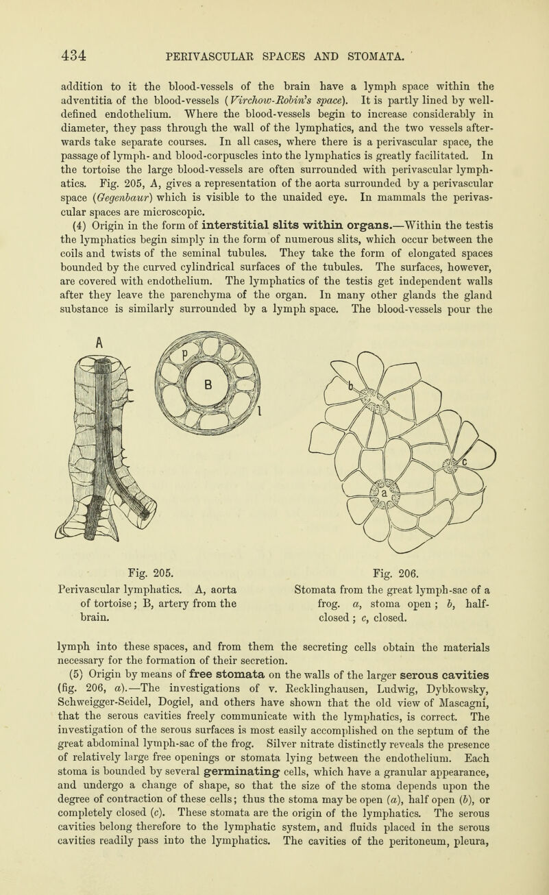 addition to it the blood-vessels of the brain have a lymph space within the adventitia of the blood-vessels (Virchow-Robin’s space). It is partly lined by well- defined endothelium. Where the blood-vessels begin to increase considerably in diameter, they pass through the wall of the lymphatics, and the two vessels after¬ wards take separate courses. In all cases, where there is a perivascular space, the passage of lymph- and blood-corpuscles into the lymphatics is greatly facilitated. In the tortoise the large blood-vessels are often surrounded with perivascular lymph¬ atics. Fig. 205, A, gives a representation of the aorta surrounded by a perivascular space (Gegenbaur) which is visible to the unaided eye. In mammals the perivas¬ cular spaces are microscopic. (4) Origin in the form of interstitial slits within organs.—Within the testis the lymphatics begin simply in the form of numerous slits, which occur between the coils and twists of the seminal tubules. They take the form of elongated spaces bounded by the curved cylindrical surfaces of the tubules. The surfaces, however, are covered with endothelium. The lymphatics of the testis get independent walls after they leave the parenchyma of the organ. In many other glands the gland substance is similarly surrounded by a lymph space. The blood-vessels pour the Fig. 205. Perivascular lymphatics. A, aorta of tortoise; B, artery from the brain. Fig. 206. Stomata from the great lymph-sac of a frog, a, stoma open; b, half- closed ; c, closed. lymph into these spaces, and from them the secreting cells obtain the materials necessary for the formation of their secretion. (5) Origin by means of free stomata on the walls of the larger serous cavities (fig. 206, a).—The investigations of v. Eecklinghausen, Ludwig, Dybkowsky, Schweigger-Seidel, Dogiel, and others have shown that the old view of Mascagni, that the serous cavities freely communicate with the lymphatics, is correct. The investigation of the serous surfaces is most easily accomplished on the septum of the great abdominal lymph-sac of the frog. Silver nitrate distinctly reveals the presence of relatively large free openings or stomata lying between the endothelium. Each stoma is bounded by several germinating cells, which have a granular appearance, and undergo a change of shape, so that the size of the stoma depends upon the degree of contraction of these cells; thus the stoma maybe open (a), half open (b), or completely closed (c). These stomata are the origin of the lymphatics. The serous cavities belong therefore to the lymphatic system, and fluids placed in the serous cavities readily pass into the lymphatics. The cavities of the peritoneum, pleura,