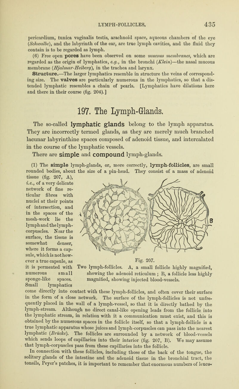 pericardium, tunica vaginalis testis, arachnoid space, aqueous chambers of the eye {Schwalbe), and the labyrinth of the ear, are true lymph cavities, and the fluid they contain is to be regarded as lymph. (6) Free open pores have been observed on some mucous membranes, which are regarded as the origin of lymphatics, e.g., in the bronchi {Klein)—the nasal mucous membrane {Hjalmar-Heiberg), in the trachea and larynx. Structure.—The larger lymphatics resemble in structure the veins of correspond¬ ing size. The valves are particularly numerous in the lymphatics, so that a dis¬ tended lymphatic resembles a chain of pearls. [Lymphatics have dilations here and there in their course (fig. 204).] 197. The Lymph-Glands. The so-called lymphatic glands belong to the lymph apparatus. They are incorrectly termed glands, as they are merely much branched lacunar labyrinthine spaces composed of adenoid tissue, and intercalated in the course of the lymphatic vessels. There are simple and compound lymph-glands. (1) The simple lymph-glands, or, more correctly, lymph-follicles, are small rounded bodies, about the size of a pin-head. They consist of a mass of adenoid tissue (fig. 207, A), i.e., of a very delicate network of fine re¬ ticular fibres with nuclei at their points of intersection, and in the spaces of the mesh-work lie the lymph and the lymph- corpuscles. Near the surface, the tissue is somewhat denser, where it forms a cap¬ sule, which is not how¬ ever a true capsule, as it is permeated with numerous small sponge-like spaces. Small lymphatics come directly into contact with these lymph-follicles, and often cover their surface in the form ot a close network. The surface of the lymph-follicles is not unfre- quently placed in the wall of a lymph-vessel, so that it is directly bathed by the lymph-stream. Although no direct canal-like opening leads from the follicle into the lymphatic stream, in relation with it a communication must exist, and this is obtained by the numerous spaces in the follicle itself, so that a lymph-follicle is a true lymphatic apparatus whose juices and lymph-corpuscles can pass into the nearest lymphatic {Brücke). The follicles are surrounded by a network of blood-vessels which sends loops of capillaries into their interior (fig. 207, B). We may assume that lymph-corpuscles pass from these capillaries into the follicle. In connection with these follicles, including those of the back of the tongue, the solitary glands of the intestine and the adenoid tissue in the bronchial tract, the tonsils, Peyer’s patches, it is important to remember that enormous numbers of leuco- Fig. 207. Two lymph-follicles. A, a small follicle highly magnified, showing the adenoid reticulum ; B, a follicle less highly magnified, showing injected blood-vessels.