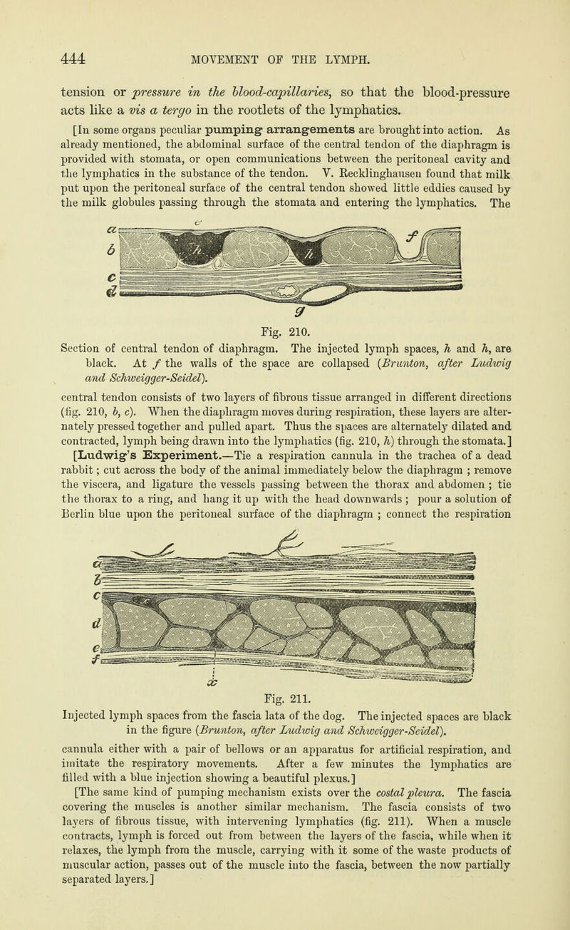 tension or 'pressure in the blood-capillaries, so that the blood-pressure acts like a vis a tergo in the rootlets of the lymphatics. [In some organs peculiar pumping* arrangements are brought into action. As already mentioned, the abdominal surface of the central tendon of the diaphragm is provided with stomata, or open communications between the peritoneal cavity and the lymphatics in the substance of the tendon. V. Kecklinghausen found that milk put upon the peritoneal surface of the central tendon showed little eddies caused by the milk globules passing through the stomata and entering the lymphatics. The Fig. 210. Section of central tendon of diaphragm. The injected lymph spaces, h and h, are black. At / the walls of the space are collapsed (Brunton, after Ludwig and Schweigger-Seidel). central tendon consists of two layers of fibrous tissue arranged in different directions (fig. 210, b, c). When the diaphragm moves during respiration, these layers are alter¬ nately pressed together and pulled apart. Thus the spaces are alternately dilated and contracted, lymph being drawn into the lymphatics (fig. 210, h) through the stomata.] [Ludwig’s Experiment.—Tie a respiration cannula in the trachea of a dead rabbit; cut across the body of the animal immediately below the diaphragm ; remove the viscera, and ligature the vessels passing between the thorax and abdomen ; tie the thorax to a ring, and hang it up with the head downwards ; pour a solution of Berlin blue upon the peritoneal surface of the diaphragm ; connect the respiration Injected lymph spaces from the fascia lata of the dog. The injected spaces are black in the figure (Brunton,, after Ludwig and Schweigger-Seidel). cannula either with a pair of bellows or an apparatus for artificial respiration, and imitate the respiratory movements. After a few minutes the lymphatics are filled with a blue injection showing a beautiful plexus.] [The same kind of pumping mechanism exists over the costal pleura. The fascia covering the muscles is another similar mechanism. The fascia consists of two layers of fibrous tissue, with intervening lymphatics (fig. 211). When a muscle contracts, lymph is forced out from between the layers of the fascia, while when it relaxes, the lymph from the muscle, carrying with it some of the waste products of muscular action, passes out of the muscle into the fascia, between the now partially separated layers. ]