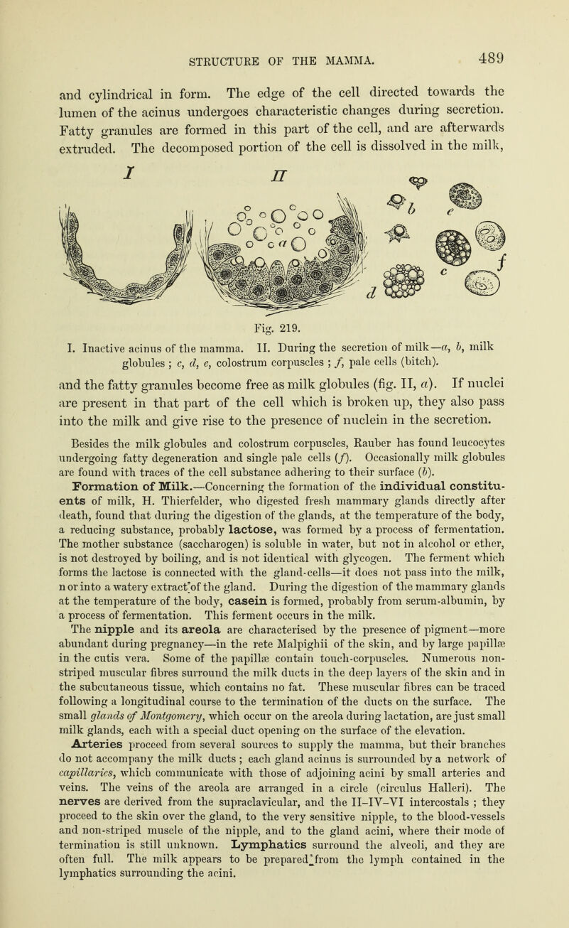 STRUCTURE OF THE MAMMA. and cylindrical in form. The edge of the cell directed towards the lumen of the acinus undergoes characteristic changes during secretion. Fatty granules are formed in this part of the cell, and are afterwards extruded. The decomposed portion of the cell is dissolved in the milk, I. Inactive acinus of tlie mamma. II. During the secretion of milk—a, b, milk globules ; c, d, e, colostrum corpuscles ; /, pale cells (bitch). and the fatty granules become free as milk globules (fig. II, a). If nuclei are present in that part of the cell which is broken up, they also pass into the milk and give rise to the presence of nuclein in the secretion. Besides the milk globules and colostrum corpuscles, Räuber has found leucocytes undergoing fatty degeneration and single pale cells (/). Occasionally milk globules are found with traces of the cell substance adhering to their surface (&). Formation of Milk.—Concerning the formation of the individual constitu¬ ents of milk, H. Thierfelder, who digested fresh mammary glands directly after death, found that during the digestion of the glands, at the temperature of the body, a reducing substance, probably lactose, was formed by a process of fermentation. The mother substance (saccharogen) is soluble in water, but not in alcohol or ether, is not destroyed by boiling, and is not identical with glycogen. The ferment which forms the lactose is connected with the gland-cells—it does not pass into the milk, n or into a watery extract’of the gland. During the digestion of the mammary glands at the temperature of the body, casein is formed, probably from serum-albumin, by a process of fermentation. This ferment occurs in the milk. The nipple and its areola are characterised by the presence of pigment—more abundant during pregnancy—in the rete Malpighii of the skin, and by large papilke in the cutis vera. Some of the papillae contain touch-corpuscles. Numerous non- striped muscular fibres surround the milk ducts in the deep layers of the skin and in the subcutaneous tissue, which contains no fat. These muscular fibres can be traced following a longitudinal course to the termination of the ducts on the surface. The small glands of Montgomery, which occur on the areola during lactation, are just small milk glands, each with a special duct opening on the surface of the elevation. Arteries proceed from several sources to supply the mamma, but their branches do not accompany the milk ducts ; each gland acinus is surrounded by a network of capillaries, which communicate with those of adjoining acini by small arteries and veins. The veins of the areola are arranged in a circle (circulus Halleri). The nerves are derived from the supraclavicular, and the II-IY-YI intercostals ; they proceed to the skin over the gland, to the very sensitive nipple, to the blood-vessels and non-striped muscle of the nipple, and to the gland acini, where their mode of termination is still unknown. Lymphatics surround the alveoli, and they are often full. The milk appears to be preparedTrom the lymph contained in the lymphatics surrounding the acini.