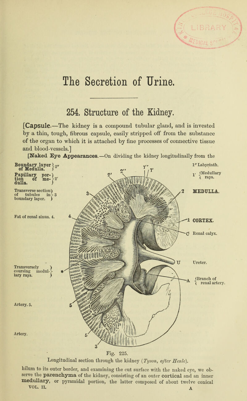 The Secretion of Urine. 254. Structure of the Kidney. [Capsule.—The kidney is a compound tubular gland, and is invested by a thin, tough, fibrous capsule, easily stripped off from the substance of the organ to which it is attached by fine processes of connective tissue and blood-vessels.] [Naked Eye Appearances.—On dividing the kidney longitudinally from the 2» y' lr/ Labyrinth. Boundary layer of Medullaf Papillary por¬ tion dulla, of me * Transverse section) of tubules in v boundary layer. ) MEDULLA. Artery. 5. Artery. Fig. 225. Longitudinal section through the kidney (Tyson, after Eenle). hilum to its outer border, and examining the cut surface with the naked eye, we ob¬ serve the parenchyma of the kidney, consisting of an outer cortical and an inner medullary, or pyramidal portion, the latter composed of about twelve conical VOL. II. * Fat of renal sinus. 4. CORTEX. Renal calyx. Transversely coursing medul¬ lary rays. Ureter. (Branch of ( renal artery.