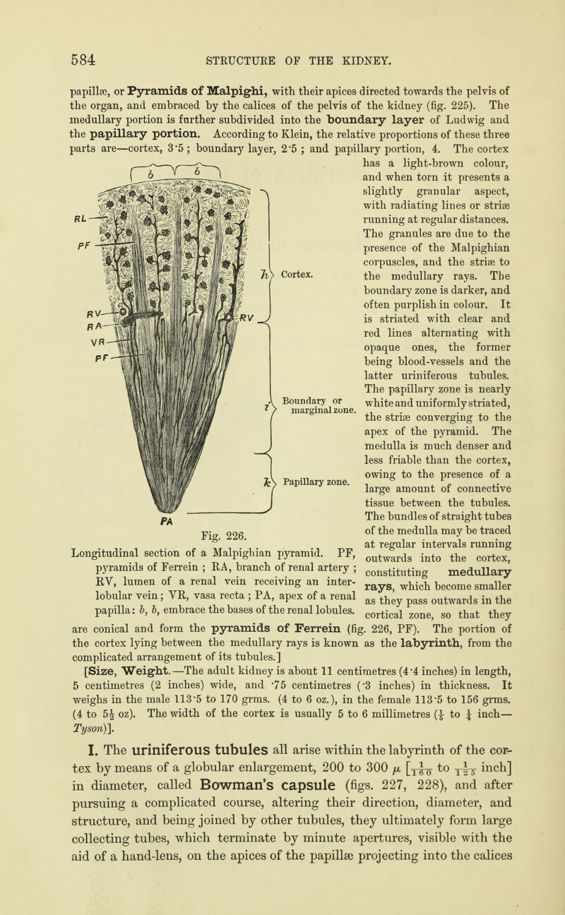 papilla?, or Pyramids of Malpighi, with their apices directed towards the pelvis of the organ, and embraced hy the calices of the pelvis of the kidney (fig. 225). The medullary portion is further subdivided into the boundary layer of Ludwig and the papillary portion. According to Klein, the relative proportions of these three parts are—cortex, 3*5; boundary layer, 2*5; and papillary portion, 4. The cortex has a light-brown colour, and when torn it presents a slightly granular aspect, with radiating lines or striae running at regular distances. The granules are due to the presence of the Malpighian corpuscles, and the striae to the medullary rays. The boundary zone is darker, and often purplish in colour. It is striated with clear and red lines alternating with opaque ones, the former being blood-vessels and the latter uriniferous tubules. The papillary zone is nearly white and uniformly striated, the striae converging to the apex of the pyramid. The medulla is much denser and less friable than the cortex, owing to the presence of a large amount of connective tissue between the tubules. The bundles of straight tubes of the medulla may be traced at regular intervals running Cortex. Boundary or marginal zone. Papillary zone. Fig. 226. Longitudinal section of a Malpighian pyramid. PF, outwards into the cort6X; pyramids of Ferrem ; EA, branch of renal artery ; constitlrting medullary EV, lumen of a renal vein receiving an inter- > which become smaller lobular vein; YE, vasa recta ; PA, apex of a renal as they pass outwards in the papilla: 5, S, embrace the bases of the renal lobules, cortical zone, so that they are conical and form the pyramids of Ferrein (fig. 226, PF). The portion of the cortex lying between the medullary rays is known as the labyrinth, from the complicated arrangement of its tubules.] [Size, Weight.—The adult kidney is about 11 centimetres (4 *4 inches) in length, 5 centimetres (2 inches) wide, and 75 centimetres (*3 inches) in thickness. It weighs in the male 113*5 to 170 grms. (4 to 6 oz.), in the female 113*5 to 156 grms. (4 to 5-| oz). The width of the cortex is usually 5 to 6 millimetres (£ to j inch— Tyson)]. I. The uriniferous tubules all arise within the labyrinth of the cor¬ tex by means of a globular enlargement, 200 to 300 /x to T~y inch] in diameter, called Bowman’s capsule (figs. 227, 228), and after pursuing a complicated course, altering their direction, diameter, and structure, and being joined by other tubules, they ultimately form large collecting tubes, which terminate by minute apertures, visible with the aid of a hand-lens, on the apices of the papillae projecting into the calices