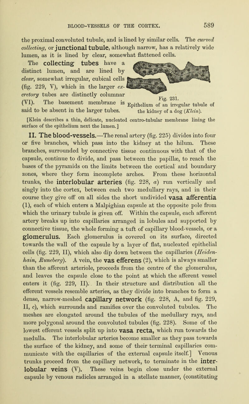 the proximal convoluted tubule, and is lined by similar cells. The curved collecting, or junctional tubule, although narrow, has a relatively wide lumen, as it is lined by clear, somewhat flattened cells. The collecting tubes have a distinct lumen, and are lined by clear, somewhat irregular, cubical cells (fig. 229, Y), which in the larger ex¬ cretory tubes are distinctly columnar ^ (VI). The basement membrane is Epithelium 0fagn Regular tubule of said to be absent in the larger tubes. the kidney of a dog {Klein). [Klein describes a thin, delicate, nucleated centro-tubular membrane lining the surface of the epithelium next the lumen.] II. The blood-vessels.—The renal artery (fig. 225) divides into four or five branches, which pass into the kidney at the hilum. These branches, surrounded by connective tissue continuous with that of the capsule, continue to divide, and pass between the papillse, to reach the bases of the pyramids on the limits between the cortical and boundary zones, where they form incomplete arches. From these horizontal trunks, the interlobular arteries (fig. 228, a) run vertically and singly into the cortex, between each two medullary rays, and in their course they give off on all sides the short undivided vasa afferentia (1), each of which enters a Malpighian capsule at the opposite pole from which the urinary tubule is given off. Within the capsule, each afferent artery breaks up into capillaries arranged in lobules and supported by connective tissue, the whole forming a tuft of capillary blood-vessels, or a glomerulus. Each glomerulus is covered on its surface, directed towards the wall of the capsule by a layer of flat, nucleated epithelial cells (fig. 229, II), which also dip down between the capillaries {Heiden¬ hain, Runeberg). A vein, the vas efferens (2), which is always smaller than the afferent arteriole, proceeds from the centre of the glomerulus, and leaves the capsule close to the point at which the afferent vessel enters it (fig. 229, II). In their structure and distribution all the efferent vessels resemble arteries, as they divide into branches to form a dense, narrow-meshed capillary network (fig. 228, A, and fig. 229, II, c), which surrounds and ramifies over the convoluted tubules. The meshes are elongated around the tubules of the medullary rays, and more polygonal around the convoluted tubules (fig. 228). Some of the lowest efferent vessels split up into vasa recta, which run towards the medulla. The interlobular arteries become smaller as they pass towards the surface of the kidney, and some of their terminal capillaries com¬ municate with the capillaries of the external capsule itself.] Venous trunks proceed from the capillary network, to terminate in the inter¬ lobular veins (V). These veins begin close under the external capsule by venous radicles arranged in a stellate manner, (constituting