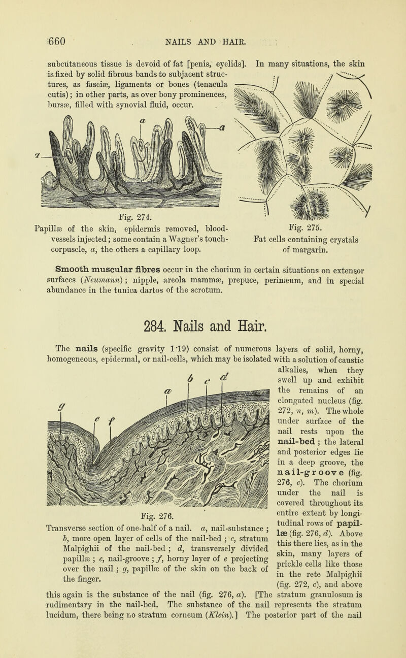 -660 NAILS AND HAIR. subcutaneous tissue is devoid of fat [penis, eyelids], is fixed by solid fibrous bands to subjacent struc¬ tures, as fasciae, ligaments or bones (tenacula cutis); in other parts, as over bony prominences, bursae, filled with synovial fluid, occur. In many situations, the skin Fig. 274. Papillae of the skin, epidermis removed, blood¬ vessels injected; some contain a Wagner’s touch- corpuscle, a, the others a capillary loop. Fat cells containing crystals of margarin. Smooth muscular fibres occur in the chorium in certain situations on extensor surfaces {Neumann); nipple, areola mammae, prepuce, perinaeum, and in special abundance in the tunica dartos of the scrotum. 284. Nails and Hair. The nails (specific gravity 1T9) consist of numerous layers of solid, horny, homogeneous, epidermal, or nail-cells, which may be isolated with a solution of caustic alkalies, when they swell up and exhibit the remains of an elongated nucleus (fig. 272, n, m). The whole under surface of the nail rests upon the nail-bed ; the lateral and posterior edges lie in a deep groove, the nail-groove (fig. 276, e). The chorium under the nail is covered throughout its entire extent by longi¬ tudinal rows of papil¬ lae (fig. 276, d). Above this there lies, as in the skin, many layers of prickle cells like those in the rete Malpighii (fig. 272, c), and above this again is the substance of the nail (fig. 276, a). [The stratum granulosum is rudimentary in the nail-bed. The substance of the nail represents the stratum lucidum, there being no stratum corneum (Klein).] The posterior part of the nail Fig. 276. Transverse section of one-half of a nail, a, nail-substance ; b, more open layer of cells of the nail-bed ; c, stratum Malpighii of the nail-bed ; d, transversely divided papillae ; e, nail-groove ; /, horny layer of e projecting over the nail; g, papillae of the skin on the back of the finger.