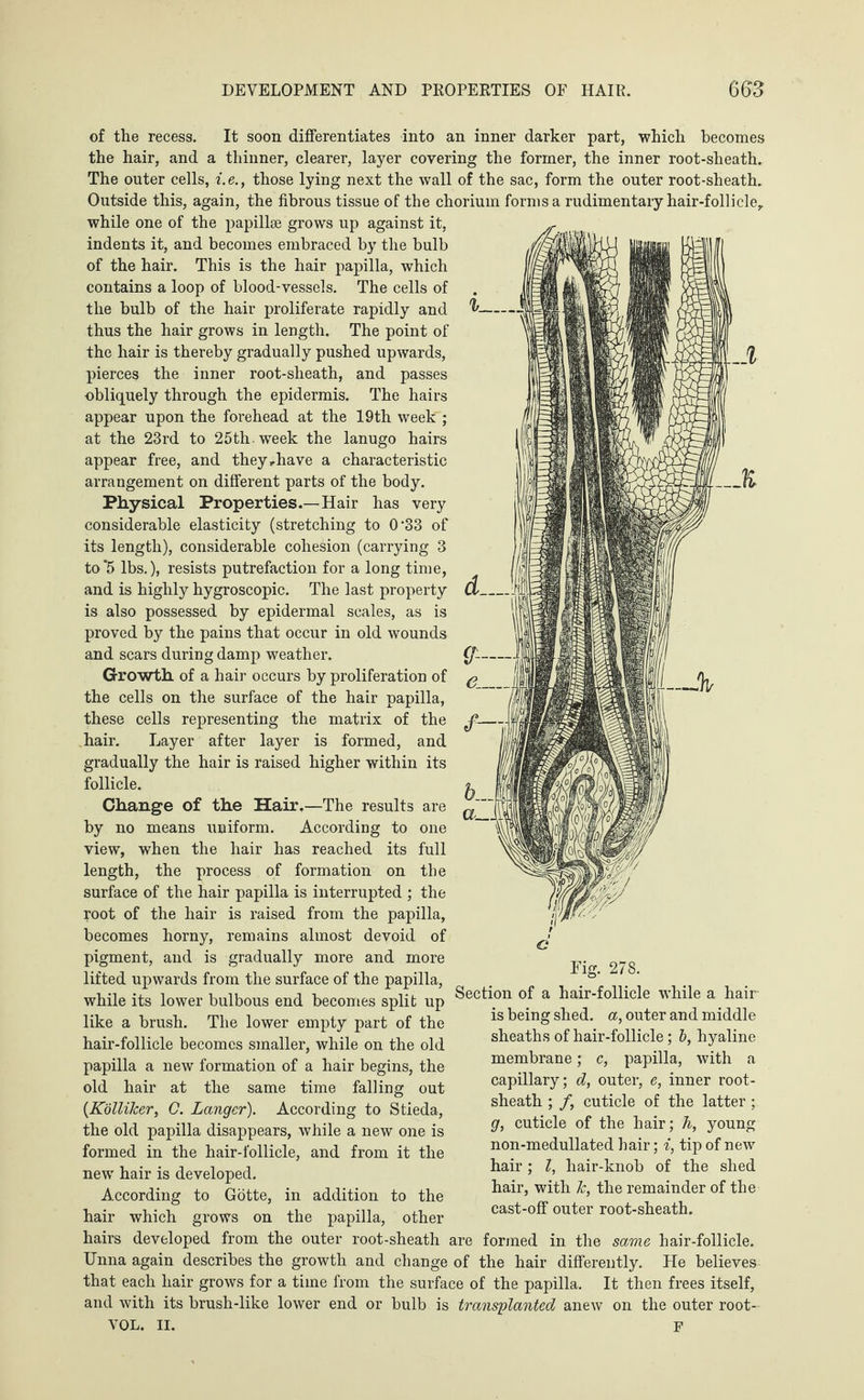 of the recess. It soon differentiates into an inner darker part, which becomes the hair, and a thinner, clearer, layer covering the former, the inner root-sheath. The outer cells, i. e., those lying next the wall of the sac, form the outer root-sheath. Outside this, again, the fibrous tissue of the chorium forms a rudimentary hair-follicle, while one of the papillae grows up against it, indents it, and becomes embraced by the bulb of the hair. This is the hair papilla, which contains a loop of blood-vessels. The cells of the bulb of the hair proliferate rapidly and thus the hair grows in length. The point of the hair is thereby gradually pushed upwards, pierces the inner root-sheath, and passes obliquely through the epidermis. The hairs appear upon the forehead at the 19th week ; at the 23rd to 25th. week the lanugo hairs appear free, and they,have a characteristic arrangement on different parts of the body. Physical Properties.—Hair has very considerable elasticity (stretching to 0'33 of its length), considerable cohesion (carrying 3 to‘5 lbs.), resists putrefaction for a long time, and is highly hygroscopic. The last property is also possessed by epidermal scales, as is proved by the pains that occur in old wounds and scars during damp weather. Growth of a hair occurs by proliferation of the cells on the surface of the hair papilla, these cells representing the matrix of the hair. Layer after layer is formed, and gradually the hair is raised higher within its follicle. Change of the Hair,—The results are by no means uniform. According to one view, when the hair has reached its full length, the process of formation on the surface of the hair papilla is interrupted ; the root of the hair is raised from the papilla, becomes horny, remains almost devoid of pigment, and is gradually more and more lifted upwards from the surface of the papilla, while its lower bulbous end becomes split up like a brush. The lower empty part of the hair-follicle becomes smaller, while on the old papilla a new formation of a hair begins, the old hair at the same time falling out (Kolliker, G. Langer). According to Stieda, the old papilla disappears, while a new one is formed in the hair-follicle, and from it the new hair is developed. According to Götte, in addition to the hair which grows on the papilla, other hairs developed from the outer root-sheath are formed in the same hair-follicle. Unna again describes the growth and change of the hair differently. He believes that each hair grows for a time from the surface of the papilla. It then frees itself, and with its brush-like lower end or bulb is transplanted anew on the outer root- VOL. II. F Fig. 278. Section of a hair-follicle while a hair is being shed, a, outer and middle sheaths of hair-follicle; b, hyaline membrane; c, papilla, with a capillary; d, outer, e, inner root- sheath ; /, cuticle of the latter ;. g, cuticle of the hair; h, young non-medullated hair; i, tip of new hair; l, hair-knob of the shed hair, with Jc, the remainder of the cast-off outer root-sheath.