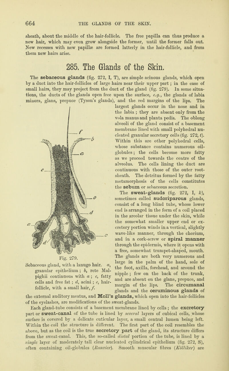 sheath, about the middle of the hair-follicle. The free papilla can thus produce a new hair, which may even grow alongside the former, until the former falls out. New recesses with new papillae are formed latterly in the hair-follicle, and from them new hairs arise. 285. The Glands of the Skin. The sebaceous glands (fig. 272, I, T), are simple acinous glands, which open by a duct into the hair-follicles of large hairs near their upper part; in the case of small hairs, they may project from the duct of the gland (fig. 279). In some situa¬ tions, the ducts of the glands open free upon the surface, e.g., the glands of labia minora, glans, prepuce (Tyson’s glands), and the red margins of the lips. The largest glands occur in the nose and in the labia ; they are absent only from the vola manus and planta pedis. The oblong alveoli of the gland consist of a basement membrane lined with small polyhedral nu¬ cleated granular secretory cells (fig. 272, t). Within this are other polyhedral cells, whose substance contains numerous oil- globules ; the cells become more fatty as we proceed towards the centre of the alveolus. The cells lining the duct are continuous with those of the outer root- sheath. The detritus formed by the fatty metamorphosis of the cells constitutes the sebum or sebaceous secretion. The sweat-glands (fig. 272, I, Jc), sometimes called sudoriparous glands, consist of a long blind tube, whose lower end is arranged in the form of a coil placed in the areolar tissue under the skin, while the somewhat smaller upper end or ex¬ cretory portion winds in a vertical, slightly wave-like manner, through the chorium, and in a cork-screw or spiral manner through the epidermis, where it opens with a free, somewhat trumpet-shaped, mouth. The glands are both very numerous and large in the palm of the hand, sole of the foot, axilla, forehead, and around the nipple ; few on the back of the trunk, granular epithelium ; b, rete Mal- pighn continuous with a; c, fatty , . ^ . ’ . n , 7 • • . . and are absent on the glans, prepuce, and cells and free fat ; d, acini; e, hair- . . ,. ,. r. r . „ ... . ... n i • - margin of the lips. The circumanal follicle, with a small hair, /. . 1 . , , J glands and the ceruminous glands of the external auditory meatus, and Moll’s glands, which open into the hair-follicles of the eyelashes, are modifications of the sweat-glands. Each gland-tube consists of a basement membrane lined by cells ; the excretory part or sweat-canal of the tube is lined by several layers of cubical cells, whose surface is covered by a delicate cuticular layer, a small central lumen being left. Within the coil the structure is different. The first part of the coil resembles the above, but as the coil is the true secretory part of the gland, its structure differs from the sweat-canal. This, the so-called distal portion of the tube, is lined by a single layer of moderately tall clear nucleated cylindrical epithelium (fig. 272, S), often containing oil-globules (Ranvier). Smooth muscular fibres (Kolliker) are