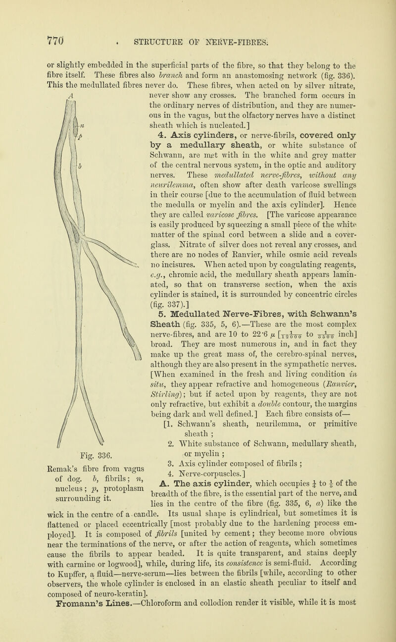 or slightly embedded in the superficial parts of the fibre, so that they belong to the fibre itself. These fibres also branch and form an anastomosing network (fig. 336). This the medullated fibres never do. These fibres, when acted on by silver nitrate, A never show any crosses. The branched form occurs in the ordinary nerves of distribution, and they are numer¬ ous in the vagus, but the olfactory nerves have a distinct sheath which is nucleated.] 4. Axis cylinders, or nerve-fibrils, covered only by a medullary sheath, or white substance of Schwann, are met with in the white and grey matter of the central nervous system, in the optic and auditory nerves. These medullated nerve-fibres, without any neurilemma, often show after death varicose swellings in their course [due to the accumulation of fluid between the medulla or myelin and the axis cylinder]. Hence they are called varicose fibres. [The varicose appearance is easily produced by squeezing a small piece of the white, matter of the spinal cord between a slide and a cover- glass. Nitrate of silver does not reveal any crosses, and there are no nodes of Ranvier, while osmic acid reveals no incisures. When acted upon by coagulating reagents, e.g., chromic acid, the medullary sheath appears lamin¬ ated, so that on transverse section, when the axis cylinder is stained, it is surrounded by concentric circles (fig. 337).] 5. Medullated Nerve-Fibres, -with. Schwann’s Sheath (fig. 335, 5, 6).—These are the most complex nerve-fibres, and are 10 to 22’6 y [x^wir to xtTö- inch] broad. They are most numerous in, and in fact they make up the great mass of, the cerebro-spinal nerves, although they are also present in the sympathetic nerves. [When examined in the fresh and living condition in situ, they appear refractive and homogeneous (Ranvier, Stirling); but if acted upon by reagents, they are not only refractive, but exhibit a double contour, the margins being dark and well defined.] Each fibre consists of— [1. Schwann’s sheath, neurilemma, or primitive sheath ; 2. White substance of Schwann, medullary sheath, or myelin ; 3. Axis cylinder composed of fibrils ; 4. Nerve-corpuscles.] A. The axis cylinder, which occupies \ to \ of the breadth of the fibre, is the essential part of the nerve, and lies in the centre of the fibre (fig. 335, 6, a) like the wick in the centre of a-candle. Its usual shape is cylindrical, but sometimes it is flattened or placed eccentrically [most probably due to the hardening process em¬ ployed]. It is composed of fibrils [united by cement; they become more obvious near the terminations of the nerve, or after the action of reagents, which sometimes cause the fibrils to appear beaded. It is quite transparent, and stains deeply with carmine or logwood], while, during life, its consistence is semi-fluid. According to Kupffer, a fluid—nerve-serum—lies between the fibrils [while, according to other observers, the whole cylinder is enclosed in an elastic sheath peculiar to itself and composed of neuro-keratin]. Fromann’s Lines.—Chloroform and collodion render it visible, while it is most Remak’s fibre from vagus of dog. b, fibrils; n, nucleus; p, protoplasm surrounding it.