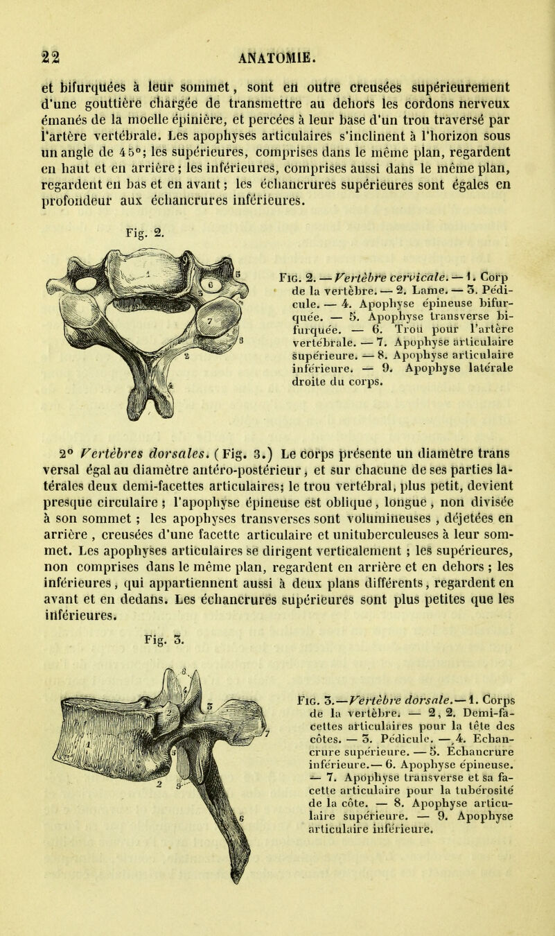 et bifurquées à leur sommet, sont en outre creusées supérieurement d'une gouttière chargée de transmettre au dehors les cordons nerveux émanés de la moelle épinière, et percées à leur base d'un trou traversé par l'artère vertébrale. Les apophyses articulaires s'inclinent à l'horizon sous un angle de 4 5°; les supérieures, comprises clans le même plan, regardent en haut et en arrière ; les inférieures, comprises aussi dans le même plan, regardent en bas et en avant ; les échancrures supérieures sont égales en profondeur aux échancrures inférieures. Fig. 2. Fig. 2. — Vertèbre cervicale. — 1. Corp de la vertèbre. — 2. Lame. — 3. Pédi- cule. — 4. Apophyse épineuse bifur- quée. — 5. Apophyse transverse bi- furquée. — 6. Trou pour l'artère vertébrale. — 7. Apophyse articulaire supérieure. — 8. Apophyse articulaire inférieure. — 9. Apophyse latérale droite du corps. 2° Vertèbres dorsales. (Fig. 3.) Le corps présente un diamètre trans versai égal au diamètre antéro-postérieur, et sur chacune de ses parties la- térales deux demi-facettes articulaires; le trou vertébral, plus petit, devient presque circulaire ; l'apophyse épineuse est oblique, longue , non divisée à son sommet ; les apophyses transverses sont volumineuses , déjetées en arrière , creusées d'une facette articulaire et unituberculeuses à leur som- met. Les apophyses articulaires se dirigent verticalement ; les supérieures, non comprises dans le même plan, regardent en arrière et en dehors ; les inférieures, qui appartiennent aussi à deux plans différents, regardent en avant et en dedans. Les échancrures supérieures sont plus petites que les inférieures. Fig. 3. Fig. 3.—Vertèbre dorsale.— 1. Corps de la vertèbre. — 2,2. Demi-fa- cettes articulaires pour la tête des côtes. — 3. Pédicule. —,4. Echan- crure supérieure. — 5. Echancrure inférieure.— 6. Apophyse épineuse. — 7. Apophyse transverse et sa fa- cette articulaire pour la tubérosité de la côte. — 8. Apophyse articu- laire supérieure. — 9. Apophyse articulaire inférieure.