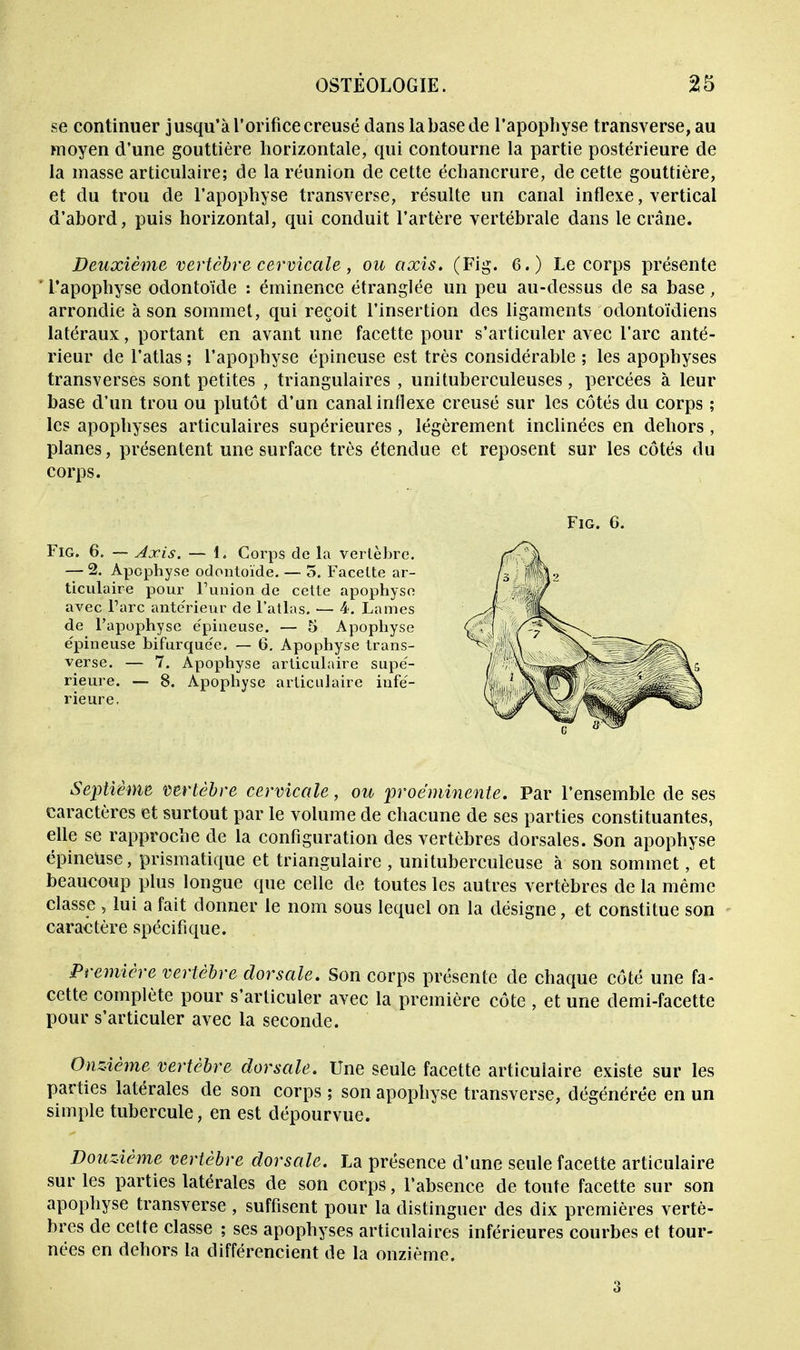 se continuer jusqu'à l'orifice creusé dans la base de l'apophyse transverse, au moyen d'une gouttière horizontale, qui contourne la partie postérieure de la masse articulaire; de la réunion de cette échancrure, de cette gouttière, et du trou de l'apophyse transverse, résulte un canal inflexe, vertical d'abord, puis horizontal, qui conduit l'artère vertébrale dans le crâne. Deuxième vertèbre cervicale, ou axis. (Fig. 6.) Le corps présente ' l'apophyse odontoïde : éminence étranglée un peu au-dessus de sa base, arrondie à son sommet, qui reçoit l'insertion des ligaments odontoïdiens latéraux, portant en avant une facette pour s'articuler avec l'arc anté- rieur de l'atlas ; l'apophyse épineuse est très considérable ; les apophyses transverses sont petites , triangulaires , unituberculeuses, percées à leur base d'un trou ou plutôt d'un canal inflexe creusé sur les côtés du corps ; les apophyses articulaires supérieures, légèrement inclinées en dehors, planes, présentent une surface très étendue et reposent sur les côtés du corps. Fig. 6. Fig. 6. — Axis. — 1. Corps de la vertèbre. — 2. Apophyse odontoïde. — 5. Facette ar- ticulaire pour l'union de cette apophyse avec l'arc antérieur de l'atlas. — 4. Lames de l'apophyse épineuse. — 5 Apophyse épineuse bifurquée. — 6. Apophyse trans- verse. — 7. Apophyse articulaire supé- rieure. — 8. Apophyse articulaire infé- rieure. Septième vertèbre cervicale, ou proéminente. Par l'ensemble de ses caractères et surtout par le volume de chacune de ses parties constituantes, elle se rapproche de la configuration des vertèbres dorsales. Son apophyse épineuse, prismatique et triangulaire , unituberculeuse à son sommet, et beaucoup plus longue que celle de toutes les autres vertèbres de la même classe , lui a fait donner le nom sous lequel on la désigne, et constitue son caractère spécifique. Première vertèbre dorsale. Son corps présente de chaque côté une fa- cette complète pour s'articuler avec la première côte , et une demi-facette pour s'articuler avec la seconde. Onzième vertèbre dorsale. Une seule facette articulaire existe sur les parties latérales de son corps ; son apophyse transverse, dégénérée en un simple tubercule, en est dépourvue. Douzième vertèbre dorsale. La présence d'une seule facette articulaire sur les parties latérales de son corps, l'absence de toute facette sur son apophyse transverse , suffisent pour la distinguer des dix premières vertè- bres de celte classe ; ses apophyses articulaires inférieures courbes et tour- nées en dehors la différencient de la onzième. 3