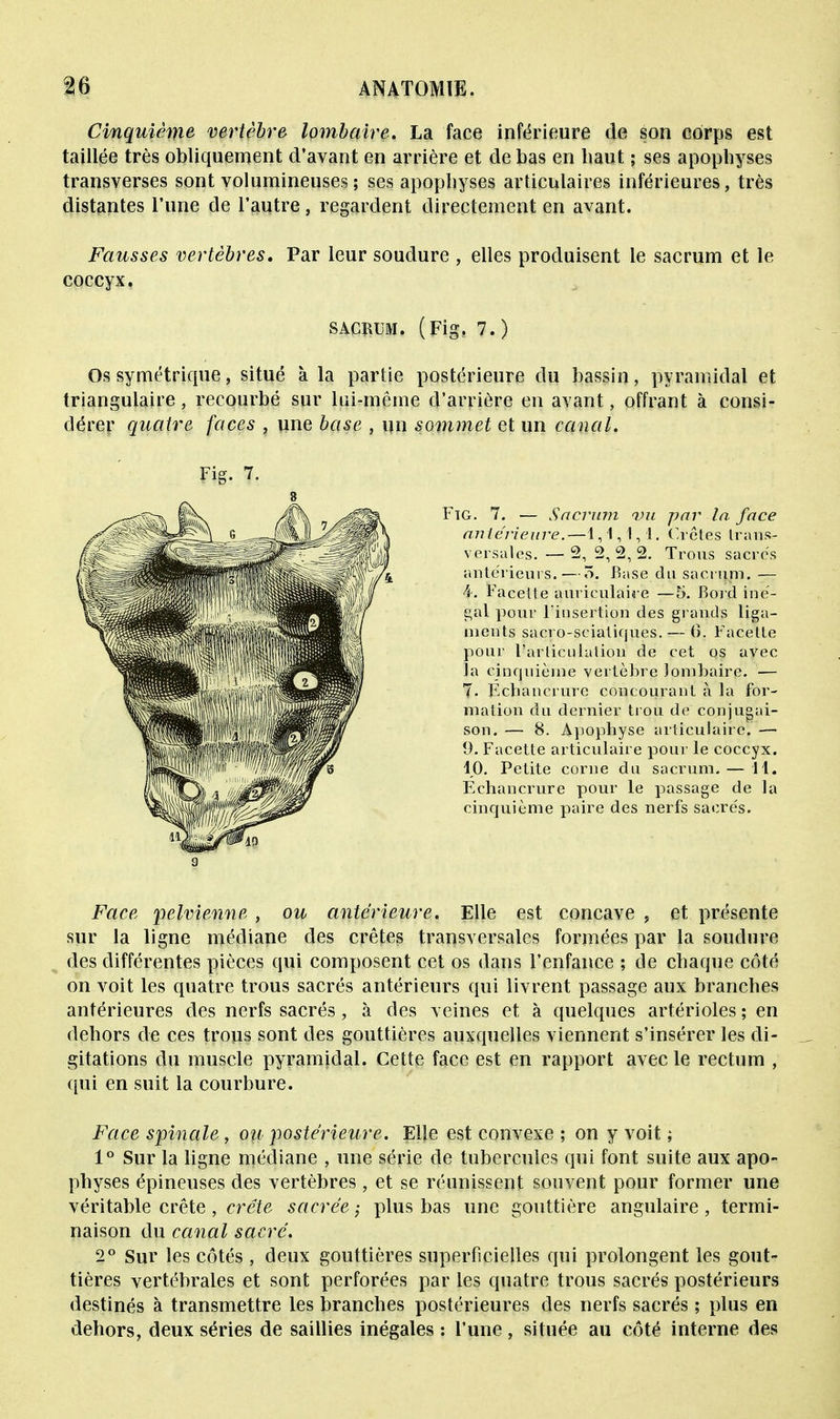 Cinquième vertèbre lombaire. La face inférieure de son corps est taillée très obliquement d'avant en arrière et de bas en haut ; ses apophyses transverses sont volumineuses ; ses apophyses articulaires inférieures, très distantes l'une de l'autre, regardent directement en avant. Fausses vertèbres. Par leur soudure , elles produisent le sacrum et le coccyx, SACRUM. (Fig. 7.) Os symétrique, situé à la partie postérieure du bassin, pyramidal et triangulaire, recourbé sur lui-même d'arrière en avant, offrant à consi- dérer quatre faces , une base , un sommet et un canal. Fig. 7. 8 Fig. 7. — Sacrum vu par la face antérieure.—1,1,1,1. Crêtes trans- versales.— 2,2,2,2. Trous sacres antérieurs. — ô. Base du sacrum. — 4. Facette auriculaire —5. Bord ine'- gal pour l'insertion des grands liga- ments sacro-sciatiques. — 6. Facette pour l'articulation de cet os avec la cinquième vertèbre lombaire. — 7. Ecbancrure concourant à la for- mation du dernier trou de conjugai- son. —■ 8. Apophyse articulaire. — 9. Facette articulaire pour le coccyx. 10. Petite corne du sacrum.— 11. Echancrure pour le passage de la cinquième paire des nerfs sacre's. Face pelvienne , ou antérieure. Elle est concave , et présente sur la ligne médiane des crêtes transversales formées par la soudure des différentes pièces qui composent cet os dans l'enfance ; de chaque côté on voit les quatre trous sacrés antérieurs qui livrent passage aux branches antérieures des nerfs sacrés, à des veines et à quelques artérioles ; en dehors de ces trous sont des gouttières auxquelles viennent s'insérer les di- gitations du muscle pyramidal. Cette face est en rapport avec le rectum , qui en suit la courbure. Face spinale, ou postérieure. Elle est convexe ; on y voit ; 1° Sur la ligne médiane , une série de tubercules qui font suite aux apo- physes épineuses des vertèbres, et se réunissent souvent pour former une véritable crête , crête sacrée; plus bas une gouttière angulaire, termi- naison du canal sacré. 2° Sur les côtés, deux gouttières superficielles qui prolongent les gout- tières vertébrales et sont perforées par les quatre trous sacrés postérieurs destinés à transmettre les branches postérieures des nerfs sacrés ; plus en dehors, deux séries de saillies inégales : l'une, située au côté interne des