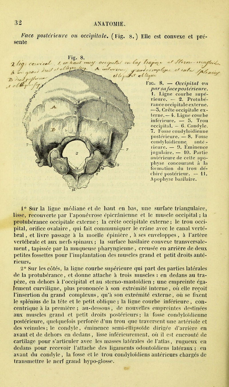 Face postérieure ou occipitale, ( Fig sente 8.) Elle est convexe et prë- y 7?jy?e£ <-■ Fig. 8. — Occipital vu par sa face postérieure. î. Ligne courbe supé- rieure. — 2. Protubé- rance occipitale externe. —o. Crête occipitale ex- terne.— 4. Ligne courbe inférieure. — 5. Trou occipital. — 6. Condyle. 7. Fosse condyloïdienne poste'rieure. — 8. Fosse condyloïdienne, anté - rieure. — 9. Eminence jugulaire. — 10. Partie antérieure de cette apo- pbyse concourant à la formation du trou dé- chiré postérieur. — 11. Apophyse basilaiie. 1° Sur la ligne médiane et de haut en bas, une surface triangulaire, lisse, recouverte par l'aponévrose épicrânienne et le muscle occipital ; la protubérance occipitale externe ; la crête occipitale externe ; le trou occi- pital, orifice ovalaire, qui fait communiquer le crâne avec le canal verté- bral , et livre passage à la moelle épinière, à ses enveloppes, à l'artère vertébrale et aux nerfs spinaux ; la surface basilaire convexe transversale- ment, tapissée par la muqueuse pharyngienne, creusée en arrière de deux petites fossettes pour l'implantation des muscles grand et petit droits anté- rieurs. 2° Sur les côtés, la ligne courbe supérieure qui part des parties latérales de la protubérance, et donne attache à trois muscles : en dedans au tra- pèze, en dehors à l'occipital et au sterno-mastoïdien ; une empreinte éga- lement curviligne, plus prononcée à son extrémité interne, où elle reçoit l'insertion du grand complexus, qu'à son extrémité externe, où se fixent le splénius de la tête et le petit oblique ; la ligne courbe inférieure, con- centrique à la première ; au-dessous, de nouvelles empreintes destinées aux muscles grand et petit droits postérieurs ; la fosse condyloïdienne postérieure, quelquefois perforée d'un trou que traversent une artériole et des veinules ; le condyle, éminence semi-ellipsoïde dirigée d'arrière en avant et de dehors en dedans, lisse inférieurement, où il est encroûté de cartilage pour s'articuler avec les masses latérales de l'atlas, rugueux en dedans pour recevoir l'attache des ligaments odontoïdiens latéraux ; en avant du condyle, la fosse et le trou condyloïdiens antérieurs chargés de transmettre le nerf grand hypo-glosse.