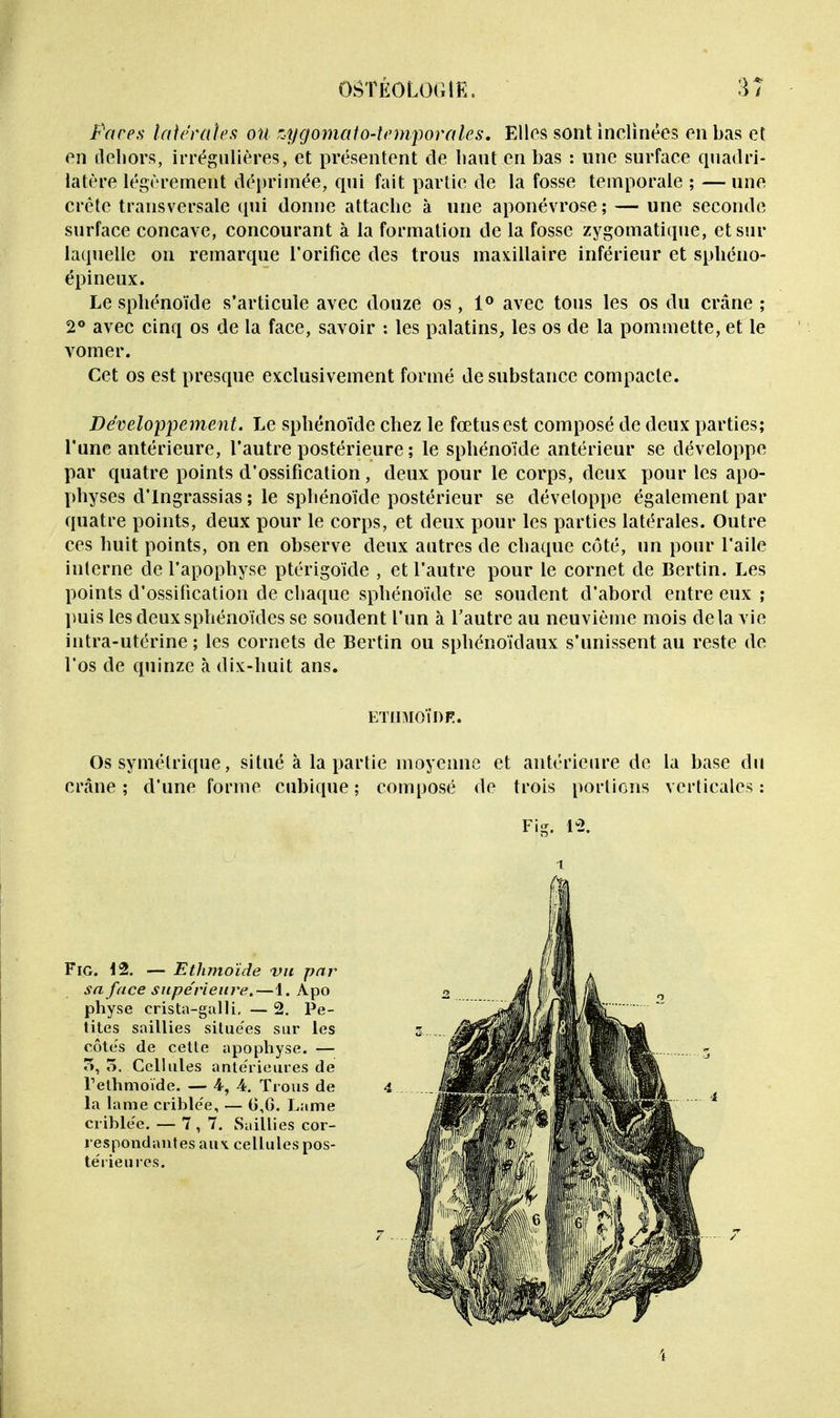 Pares latérales ou zygomato-temporales. Elles sont inclinées on bas et en dehors, irrégulières, et présentent de haut en bas : une surface quadri- latère légèrement déprimée, qui fait partie de la fosse temporale ; — une crête transversale qui donne attache à une aponévrose; — une seconde surface concave, concourant à la formation de la fosse zygomatique, et sur laquelle on remarque l'orifice des trous maxillaire inférieur et sphéno- épineux. Le sphénoïde s'articule avec douze os, 1° avec tous les os du crâne ; 2° avec cinq os de la face, savoir : les palatins, les os de la pommette, et le vomer. Cet os est presque exclusivement formé de substance compacte. Développement. Le sphénoïde chez le fœtus est composé de deux parties; l'une antérieure, l'autre postérieure ; le sphénoïde antérieur se développe par quatre points d'ossification, deux pour le corps, deux pour les apo- physes d'ingrassias ; le sphénoïde postérieur se développe également par quatre points, deux pour le corps, et deux pour les parties latérales. Outre ces huit points, on en observe deux autres de chaque côté, un pour l'aile interne de l'apophyse ptérigoïde , et l'autre pour le cornet de Bertin. Les points d'ossification de chaque sphénoïde se soudent d'abord entre eux ; puis les deux sphénoïdes se soudent l'un à l'autre au neuvième mois delà vie intra-utérine ; les cornets de Bertin ou sphénoïdaux s'unissent au reste de l'os de quinze à dix-huit ans. ETIIMOÏDK. Os symétrique, situé à la partie moyenne et antérieure de la base du crâne ; d'une forme cubique ; composé de trois portions verticales : Fig. 12. i Fig. 12. — Ethmoïde vu par sa face supérieure.—1. Apo physe erista-galli, — 2. Pe- tites saillies silue'es sur les côtes de cette apophyse. — ô, ô. Cellules antérieures de Tethmoïde. — 4, 4. Trous de la lame criblée, — 0,G. Lame criblée. — 7,7. Saillies cor- respondantes aux. cellules pos- térieures.