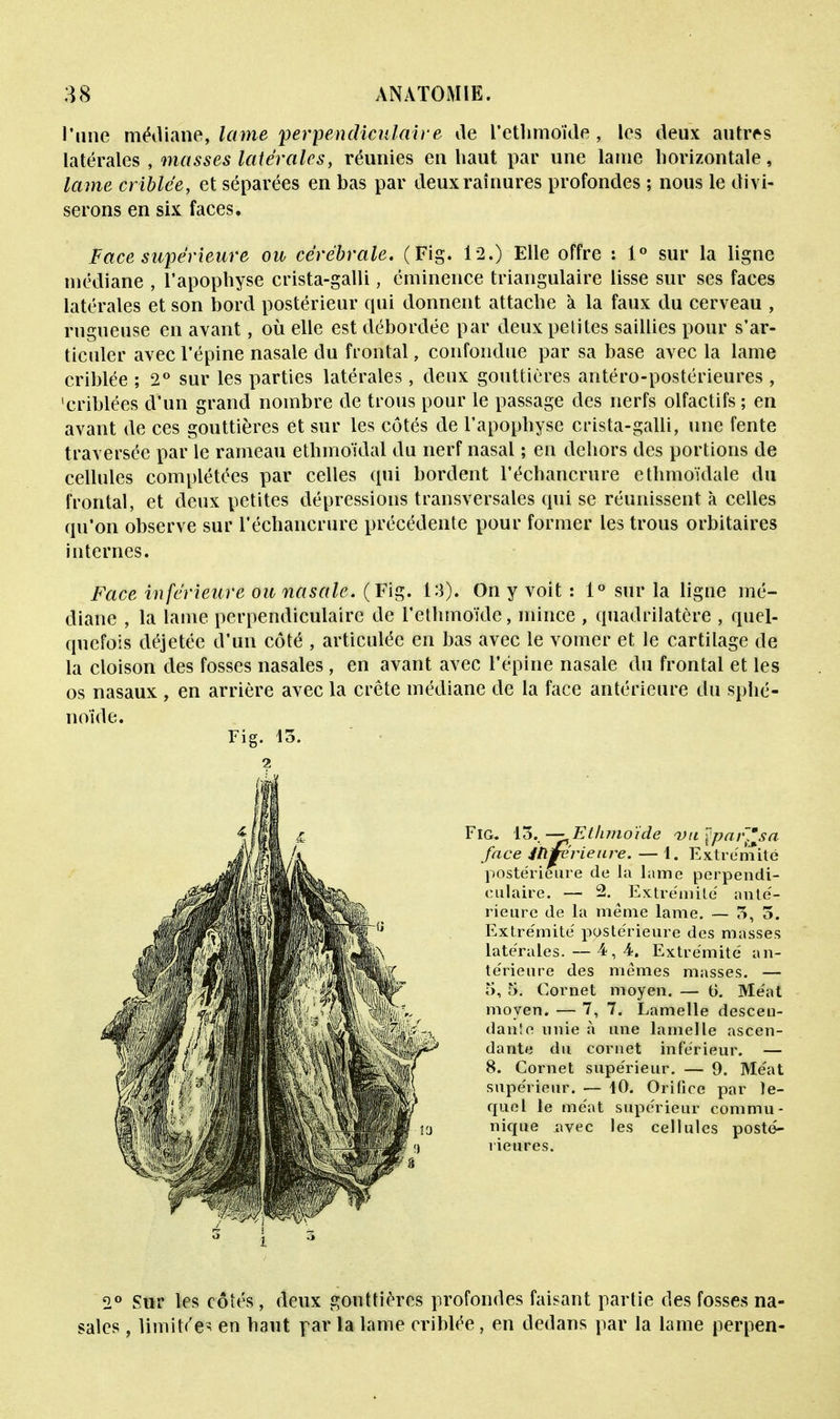 l'une médiane, lame perpendiculaire île l'ethmoïde, les deux autres latérales , masses latérales, réunies en haut par une lame horizontale, lame criblée, et séparées en bas par deux rainures profondes ; nous le divi- serons en six faces. Face supérieure ou cérébrale. (Fig. 12.) Elle offre : 1° sur la ligne médiane , l'apophyse crista-galli, éminence triangulaire lisse sur ses faces latérales et son bord postérieur qui donnent attache à la faux du cerveau , rugueuse en avant, où elle est débordée par deuxpelites saillies pour s'ar- ticuler avec l'épine nasale clu frontal, confondue par sa base avec la lame criblée ; 2° sur les parties latérales, deux gouttières antéro-postérieures , 'criblées d'un grand nombre de trous pour le passage des nerfs olfactifs ; en avant de ces gouttières et sur les côtés de l'apophyse crista-galli, une fente traversée par le rameau ethmoïdal du nerf nasal ; en dehors des portions de cellules complétées par celles qui bordent l'échancrure ethmoïdale du frontal, et deux petites dépressions transversales qui se réunissent à celles qu'on observe sur l'échancrure précédente pour former les trous orbitaires internes. Face inférieure ou nasale. (Fig. 13). On y voit : 1° sur la ligne mé- diane , la lame perpendiculaire île l'ethmoïde, mince , quadrilatère , quel- quefois déjetée d'un côté , articulée en bas avec le vomer et le cartilage de la cloison des fosses nasales, en avant avec l'épine nasale du frontal et les os nasaux , en arrière avec la crête médiane de la face antérieure du sphé- noïde. Fig. Yô. — Ethmoïde rvu^pai\msa face inférieure. — 1. Extrémité postérieure de la lame perpendi- culaire. — 2. Extrémité anté- rieure de la même lame. — 3, 5. Extrémité postérieure des masses latérales. — 4,4. Extrémité an- térieure des mêmes masses. — T), r>. Cornet moyen. — G. Méat moyen. — 7, 7. Lamelle desceu- dante unie à une lamelle ascen- dante du cornet inférieur. — 8. Cornet supérieur. — 9. Méat supérieur. — 40. Orifice par le- quel le méat supérieur commu- nique avec les cellules posté- rieures. 2° Sur les côtés, deux gouttières profondes faisant partie des fosses na- sales , limitée^ en haut par la lame criblée, en dedans par la lame perpen-