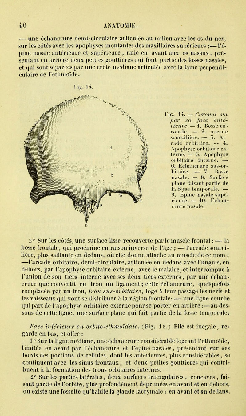 — une échancrure demi-circulaire articulée au milieu avec les os du nez, sur les côtés avec les apophyses montantes des maxillaires supérieurs ;—l'é- pine nasale antérieure et supérieure , unie en avant aux os nasaux, pré- sentant en arrière deux petites gouttières qui font partie des fosses nasales, et qui sont séparées par une crête médiane articulée avec la lame perpendi- culaire de l'ethmoïde. 2° Sur les côtés, une surface lisse recouverte parle muscle frontal ; — la bosse frontale, qui proémine en raison inverse de l'âge ; — l'arcade sourci- lière, plus saillante en dedans, où elle donne attache au muscle de ce nom ; -—l'arcade orbitaire, demi-circulaire, articulée en dedans avec l'unguis, en dehors, par l'apophyse orbitaire externe, avec le malaire, et interrompue à l'union de son tiers interne avec ses deux tiers externes, par une échan- crure que convertit en trou un ligament ; cette échancrure, quelquefois remplacée par un trou, trou su s-orbitaire, loge à leur passage les nerfs et les vaisseaux qui vont se distribuer à la région frontale; — une ligne courbe qui part de l'apophyse orbitaire externe pour se porter en arrière;—au-des- sous de celte ligne, une surface plane qui fait partie de la fosse temporale. Face inférieure ou orbito-elhmoïdale. (Fig. 15.) Elle est inégale, re- garde en bas, et offre : 1° Sur la ligne médiane, une échancrure considérable logeant l'ethmoïde, limitée en avant par l'échancrure et l'épine nasales, présentant sur ses bords des portions de cellules, dont les antérieures, plus considérables, se continuent avec les sinus frontaux, et deux petites gouttières qui contri- buent à la formation des trous orbitaires internes. 2° Sur les parties latérales, deux surfaces triangulaires, concaves, fai- sant partie de l'orbite, plus profondément déprimées en avant et en dehors, où existe une fossette qu'habite la glande lacrymale ; en avant et en dedans, Fig. 14. — Coronal vu par sa face (Ulté- rieure. — 1. Bosse co- ronale. — 2. Arcade sourcilière. — 5. Al- cade orbitaire. — 4. Apophyse orbilairc ex- terne. — 5. Apophyse orbitaire interne. — G. Echancrure sus-or- hitaire. — 7. Bosse nasale. — 8. Surface plane faisant partie de la fosse temporale. — 1). Epine nasale, supé- rieure. — 10. Echan- crure nasale.