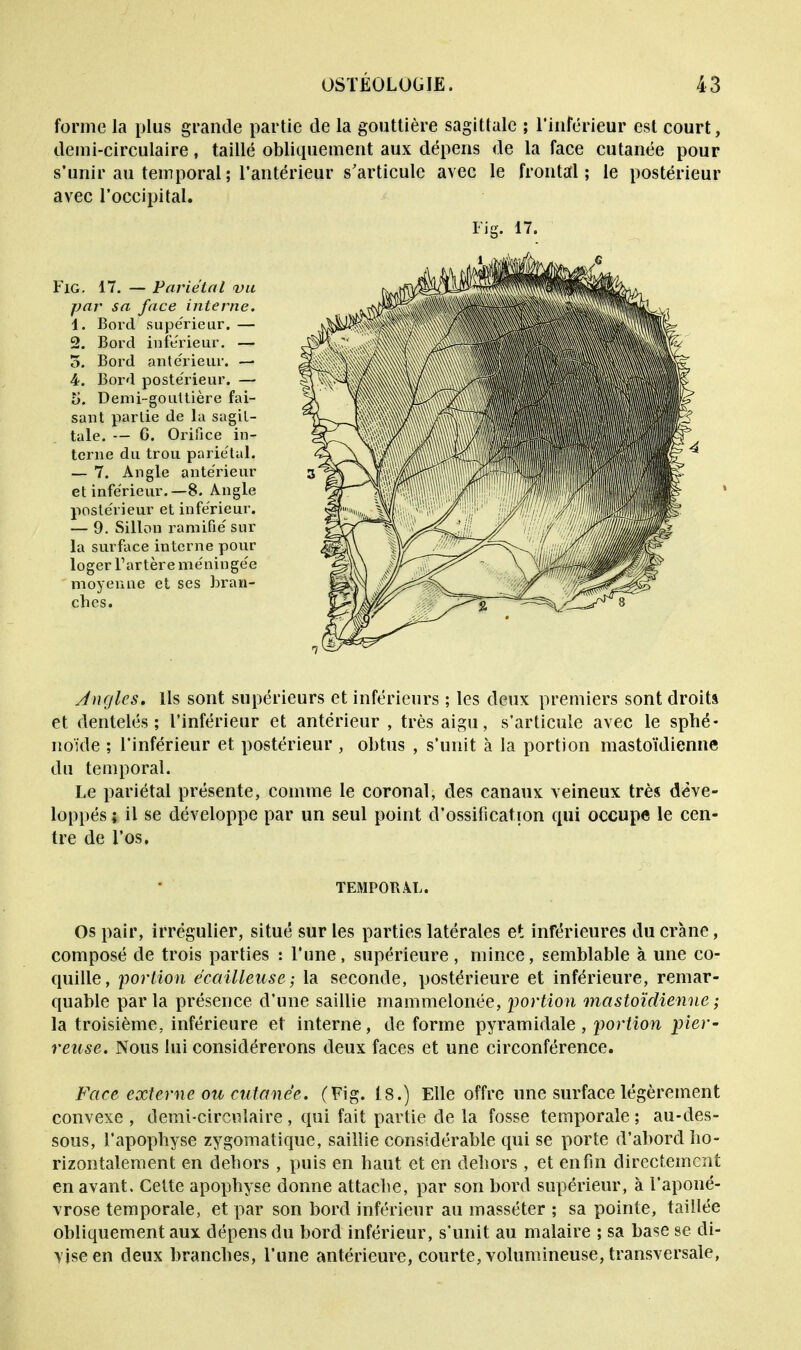 forme la plus grande partie de la gouttière sagittale ; l'inférieur est court, demi-circulaire, taillé obliquement aux dépens de la face cutanée pour s'unir au temporal ; l'antérieur s'articule avec le frontal; le postérieur avec l'occipital. Fig. 17. — Pariétal vu par sa face interne. 1. Bord supérieur. — 2. Bord inférieur. — o. Bord antérieur. — 4. Bord postérieur. — li. Demi-gouttière fai- sant partie de la sagit- tale. — G. Orifice in- terne du trou pariétal. — 7. Angle antérieur et inférieur.—8. Angle postérieur et inférieur. — 9. Sillon ramifié sur la surface interne pour 1 o g er T ar t èr e m é ni n gée moyenne et ses bran- ches. Angles. Ils sont supérieurs et inférieurs ; les deux premiers sont droiU et dentelés; l'inférieur et antérieur , très aigu, s'articule avec le sphé- noïde ; l'inférieur et postérieur , obtus , s'unit à la portion mastoïdienne du temporal. Le pariétal présente, comme le coronal, des canaux veineux très déve- loppés j il se développe par un seul point d'ossification qui occupe le cen- tre de l'os. TEMPORAL. Os pair, irrégulier, situé sur les parties latérales et inférieures du crâne, composé de trois parties : l'une, supérieure, mince, semblable à une co- quille, portion écailleuse; la seconde, postérieure et inférieure, remar- quable parla présence d'une saillie mammelonée, portion mastoïdienne ; la troisième, inférieure et interne, de forme pyramidale, portion pier- reuse. Nous lui considérerons deux faces et une circonférence. Face externe ou cutanée. (Fig. 18.) Elle offre une surface légèrement convexe , demi-circulaire, qui fait partie de la fosse temporale ; au-des- sous, l'apophyse zygomatique, saillie considérable qui se porte d'abord ho- rizontalement en dehors , puis en haut et en dehors , et enfin directement en avant. Celte apophyse donne attache, par son bord supérieur, à l'aponé- vrose temporale, et par son bord inférieur au masséter ; sa pointe, taillée obliquement aux dépens du bord inférieur, s'unit au malaire ; sa base se di- vise en deux branches, l'une antérieure, courte, volumineuse, transversale,