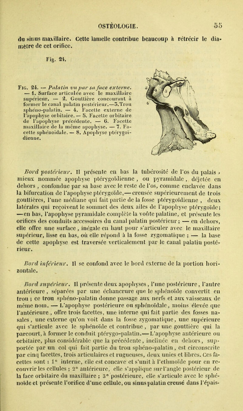 du sinus maxillaire. Cette lamelle contribue beaucoup à rétrécir le dia* nièlre de cet orifice. Fie. 2i. Fig. 24. — Palatin vu par sa face externe. — 1. Surface articulée avec le maxillaire supérieur. — 2. Gouttière concourant à former le canal palatin postérieur.—5.Trou sphe'no-palatin. — 4. Facette externe de l'apophyse orbitaire.— 5. Facette orbitaire de l'apophyse préce'denle. — 6. Facette maxillaire de la même apophyse. — 7. Fa- celte sphénoïdale. — 8. Apophyse ple'rygoï- dienne. Bord 'postérieur. Il présente en bas la tubérosité de l'os du palais > mieux nommée apophyse ptérygoïdienne , ou pyramidale , déjetée en dehors , confondue par sa base avec le reste de l'os, comme enclavée dans la bifurcation de l'apophyse ptérygoïde, — creusée supérieurement de trois gouttières, l'une médiane qui fait partie de la fosse ptérygoïdienne , deux latérales qui reçoivent le sommet des deux ailes de l'apophyse ptérygoïde; — en bas, l'apophyse pyramidale complète la voûte palatine, et présente les orifices des conduits accessoires du canal palatin postérieur; — en dehors, elle offre une surface , inégale en haut pour s'articuler avec le maxillaire supérieur, lisse en bas, où elle répond à la fosse zygomatique ; — la base de cette apophyse est traversée verticalement par le canal palatin posté- rieur. Bord inférieur. Il se confond avec le bord externe de la portion hori- zontale. Bord supérieur. Il présente deux apophyses , l'une postérieure, l'autre antérieure , séparées par une échancrure que le sphénoïde convertit en trou ; ce trou sphéno-palatin donne passage aux nerfs et aux vaisseaux de môme nom. — L'apophyse postérieure ou sphénoïdale, moins élevée que l'antérieure , offre trois facettes, une interne qui fait partie des fosses na- sales, une externe qu'on voit dans la fosse zygomatique, une supérieure qui s'articule avec le sphénoïde et contribue , par une gouttière qui la parcourt, à former le conduit ptérygo-palatin.—L'apophyse antérieure ou orbitaire, plus considérable que la précédente, inclinée en dehors, sup- portée par un col qui fait partie du trou sphéno-palatin, est circonscrite par cinq facettes, trois articulaires et rugueuses, deux unies et libres. Ces fa- cettes sont : 1° interne, elle est concave et s'unit à l'ethmoïde pour en re- couvrir les cellules ; 2° antérieure, elle s'applique sur l'angle postérieur de la face orbitaire du maxillaire ; 3° postérieure, elle s'articule avec le sphé- noïde et présente l'orifice d'une cellule, ou sinus palatin creusé dans l'épais-