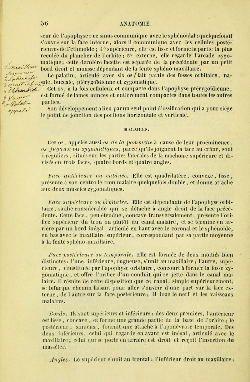 seur de l'apophyse ; ce sinus communique avec le sphénoïdal ; quelquefois il s'ouvre sur la face interne, alors il communique avec les cellules posté- rieures de l'ethmoïde ; 4° supérieure, elle est lisse et forme la partie la plus reculée du plancher de l'orbite ; 5° externe, elle regarde l'arcade zygo- /' matique; cette dernière facette est séparée de la précédente par un petit t^^W^W jJ0rj cirojt et mousse dépendant de la fente sphéno-maxillaire. IfC/l^J^' Le palatin, articulé avec six os/^fait partie des fosses orbitaire, na- ■i Vr^7^/^^;^sa^e' buccale, ptérygoïdienne et zygomatique. /, f'tâbmJ't^- ^ Cet os, à la fois celluleux et compacte dans l'apophyse ptérygoïdienne, 6 i/vrf^ est f01'm<^ de lames minces et entièrement compactes dans toutes les autres ^^/*^ parties. Son développement a lieu par un seul point d'ossification qui a pour siège le point de jonction des portions horizontale et verticale. M AL AI RE S. Ces os, appelés aussi os de la pommelle à cause de leur proéminence, os jugaux ou zygomatiques, parce qu'ils joignent la face au crâne, sont irréguliers, situés sur les parties latérales de la mâchoire supérieure et di- visés en trois faces, quatre bords et quatre angles. Face antérieure ou cutanée. Elle est quadrilatère, convexe, lisse, présente à son centre le trou malaire quelquefois double, et donne attache aux deux muscles zygomatiques. Face supérieure ou orbitaire. Elle est dépendante de l'apophyse orbi- taire, saillie considérable qui se détache à angle droit de la face précé- dente. Cette face , peu étendue , concave transversalement, présente l'ori- fice supérieur du trou ou plutôt du canal malaire, et se termine en ar- rière par un bord inégal, articulé en haut avec le coronal et le sphénoïde, en bas avec le maxillaire supérieur, correspondant par sa partie moyenne à la fente sphéno -maxillaire. Face postérieure ou temporale. Elle est formée de deux moitiés bien distinctes: l'une, inférieure, rugueuse, s'unit au maxillaire; l'autre, supé- rieure , constituée par l'apophyse orbitaire, concourt à former la fosse zy- gomatique , et offre l'orifice d'un conduit qui se jette dans le canal ma- laire. Il résulte de cette disposition que ce canal, simple supérieurement, se bifurque chemin faisant pour aller s'ouvrir d'une part sur la face ex- terne, de l'autre sur la face postérieure ; il loge le nerf et les vaisseaux malaires. Bords. Ils sont supérieurs et inférieurs ; des deux premiers, l'antérieur est lisse , concave , et forme une grande partie de la base de l'orbite ; le postérieur , sinueux , fournit une attache à l'aponévrose temporale. Des deux inférieurs, celui qui regarde en avant est inégal, articulé avec le maxillaire ; celui qui se porte en arrière est droit et reçoit l'insertion du masséter. Angles. Le supérieur s'unit au frontal ; l'inférieur droit au maxillaire ;