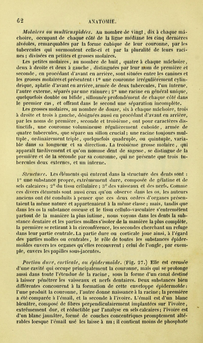 Molaires ou multicuspidées. Au nombre de vingt , dix à chaque mâ- choire, occupant de chaque côté de la ligne médiane les cinq dernières alvéoles, remarquables par la forme cubique de leur couronne, par les tubercules qui surmontent celle-ci et par la pluralité de leurs raci- nes ; divisées en petites et grosses molaires. Les petites molaires, au nombre de huit, quatre à chaque mâchoire, deux à droite et deux à gauche , distinguées par leur nom de première et seconde, en procédant d'avant en arrière, sont situées entre les canines et les grosses molaires et présentent : 1° une couronne irrégulièrement cylin- drique, aplatie d'avant en arrière, armée de deux tubercules, l'un interne, l'autre externe, séparésparune rainure; 2° une racine en général unique, quelquefois double ou bifide , sillonnée profondément de chaque côté dans le premier cas, et offrant dans le second une séparation incomplète. Les grosses molaires, au nombre de douze, six à chaque mâchoire, trois à droite et trois à gauche, désignées aussi en procédant d'avant en arrière, par les noms de première , seconde et troisième, ont pour caractères dis- tinctifs, une couronne volumineuse régulièrement cuboïde, armée de quatre tubercules, que sépare un sillon crucial; une racine toujours mul- tiple, ordinairement triple, quelquefois quadruple, ou quintuple, varia- ble dans sa longueur et sa direction. La troisième grosse molaire , qui apparaît tardivement et qu'on nomme dent de sagesse, se distingue de la première et de la seconde par sa couronne, qui ne x>résente que trois tu- bercules deux externes, et un interne. Structure. Les éléments qui entrent dans la structure des dents sont : 1° une substance propre, extrêmement dure, composée de gélatine et de sels calcaires; 2° du tissu cellulaire ; 3° des vaisseaux et des nerfs. Comme ces divers éléments sont aussi ceux qu'on observe dans les os, les auteurs anciens ont été conduits à penser que ces deux ordres d'organes présen- taient la même nature et appartenaient à la même classe ; mais, tandis que dans les os la substance osseuse et le tissu cellulo-vasculaire s'entremêlent partout de la manière la plus intime, nous voyons dans les dents la sub- stance dentaire et les parties molles s'isoler de la manière la plus complète, la première se retirant à la circonférence, les secondes cherchant un refuge dans leur partie centrale. La partie dure ou corticale joue ainsi, à l'égard des parties molles ou centrales, le rôle de toutes les substances épider- moïdes envers les organes qu'elles recouvrent ; celui de l'ongle, par exem- ple, envers les papilles sous-jacentes. Portion dure, corticale, ou épidermoïde. (Fig. 27.) Elle est creusée d'une cavité qui occupe principalement la couronne, mais qui se prolonge aussi dans toute l'étendue de la racine, sous la forme d'un canal destiné à laisser pénétrer les vaisseaux et nerfs dentaires. Deux substances bien différentes concourent à la formation de cette enveloppe épidermoïde: l'une produit la couronne, l'autre donne naissance à la racine ; la première a été comparée à l'émail, et la seconde à l'ivoire. L'émail est d'un blanc bleuâtre, composé de fibres perpendiculairement implantées sur l'ivoire, extrêmement dur, et réductible par l'analyse en sels calcaires ; l'ivoire est d'un blanc jaunâtre, formé de couches concentriques promptement alté- rables lorsque l'émail usé les laisse à nu; il contient moins de phosphate