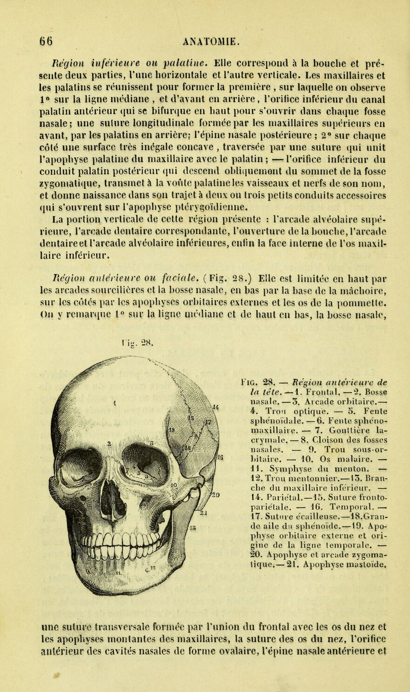 Région inférieure ou palatine. Elle correspond à la bouche et pré- sente deux parties, l'une horizontale et l'autre verticale. Les maxillaires et les palatins se réunissent pour former la première , sur laquelle on observe 1° sur la ligne médiane , et d'avant en arrière, l'orifice inférieur du canal palatin antérieur qui se bifurque en haut pour s'ouvrir dans chaque fosse nasale; une suture longitudinale formée par les maxillaires supérieurs en avant, par les palatins en arrière: l'épine nasale postérieure ; 2° sur chaque côte une surface très inégale concave , traversée par une suture qui unit l'apophyse palatine du maxillaire avec le palatin; —l'orifice inférieur du conduit palatin postérieur qui descend obliquement du sommet de la fosse zygomatique, transmet à la voûte palatine les vaisseaux et nerfs de son nom, et donne naissance dans son trajet à deux ou trois petits conduits accessoires qui s'ouvrent sur l'apophyse ptérygoïdienne. La portion verticale de cette région présente : l'arcade alvéolaire supé- rieure, l'arcade dentaire correspondante, l'ouverture de la bouche, l'arcade deutaireet l'arcade alvéolaire inférieures, enfin la face interne de l'os maxil- laire inférieur. Région antérieure ou faciale. ( Fig. 28.) Elle est limitée en haut par- les arcades sourcilières et la bosse nasale, en bas par la base de la mâchoire, sur les côtés par les apophyses orbitaires externes et les os de la pommctle. Ou y remarque 1° sur la ligne médiane et de haut en bas, la bosse nasale, rig. 28. FiG. 28. — Région antérieure de la tête.—1. Frontal.—2. Bosse nasale.—5. Arcade orbitaire.— 4. Tro'i optique. — 5. Fente sphe'noïdale. —6. Fente sphc'no- maxillaii e. — 7. Gouttière la- crymale.— 8. Cloison des fosses nasales. — 9. Trou sous-or- bitaire. — 10. Os malaire. — 11. Symphyse du menton. — 12. Trou mentonnieiv—13. Bran- che du maxillaire inférieur. — 14. Pariétal.—15. Suture fronto- pariétale. — 1G. Temporal. — 17. Suture ecailleuse.—18.Gran- de aile du sphe'noïde.—19. Apo- physe orbitaire externe et ori- gine de la ligne temporale. — 20. Apophyse et arcade zygoma- tique.— 21. Apophyse mastoïde. une suture transversale formée par l'union du frontal avec les os du nez et les apophyses montantes des maxillaires, la suture des os du nez, l'orifice antérieur des cavités nasales de forme ovalaire, l'épine nasale antérieure et m
