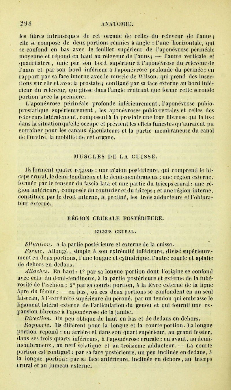 les fibres intrinsèques de cet organe de celles du releveur de l'anus; elle se compose de deux portions réunies à angle : l'une horizontale, qui se confond en bas avec le feuillet supérieur de l'aponévrose périnéale moyenne et répond en haut au releveur de l'anus ; — l'autre verticale et quadrilatère, unie par son bord supérieur à l'aponévrose du releveur de l'anus et par son bord inférieur à l'aponévro?e profonde du périnée; en rapport par sa face interne avec le muselé de TVÏlson, qui prend des inser- tions sur elle et avec la prostate; contiguë par sa face externe au bord infé- rieur du releveur, qui glisse dans l'angle rentrant que forme cette seconde portion avec la première. L'aponévrose périnéale profonde inférieurement, l'aponévrose pubio- prostatique supérieurement, les aponévroses pubio-rectales et celles des releveurs latéralement, composent à la prostate une loge fibreuse qui la fixe dans la situation qu'elle occupe et prévient les effets funestes qu'auraient pu entraîner pour les canaux éjaculateurs et la partie membraneuse du canal de l'urètre, la mobilité de cet organe. MUSCLES DE LA CUISSE. Ils forment quatre régions : une région postérieure, qui comprend le bi- ceps crural, le demi-tendineux et le demi-membraneux ; une région externe, formée par le tenseur du fascia lata et une partie du triceps crural; une ré- gion antérieure, composée du couturier et du triceps ; et une région interne, constituée par le droit interne, le pectiné, les trois adducteurs et l'obtura- teur externe. RÉGION CRURALE POSTÉRIEURE. BICEPS CRURAL. Situation. A la partie postérieure et externe de la cuisse. Forme, Allongé , simple à son extrémité inférieure, divisé supérieure- ment en deux portions, Tune longue et cylindrique, l'autre courte et aplatie de dehors en dedans. Attaches. En haut : 1° par sa longue portion dont l'origine se confond avec celle du demi-tendineux, à la partie postérieure et externe de la tubé- rosité de l'ischion ; 2° par sa courte portion, à la lèvre externe de la ligne âpre du fémur ; — en bas, où ces deux portions se confondent en un seul faisceau, à l'extrémité supérieure du péroné, par un tendon qui embrasse le ligament latéral externe de l'articulation du genou et qui fournit une ex- pansion fibreuse a l'aponévrose de la jambe. Direction. Un peu oblique de haut en bas et de dedans en dehors. Piapports. Ils diffèrent pour la longue et la courte portion. La longue portion répond : en arrière et dans son quart supérieur, au grand fessier, dans ses trois quarts inférieurs, à l'aponévrose crurale ; en avant, au demi- membraneux , au nerf sciatique et au troisième adducteur. — La courte portion est contiguë : par sa face postérieure, un peu inclinée en dedans, à la longue portion ; par sa face antérieure, inclinée en dehors, au triceps crural et au jumeau externe.