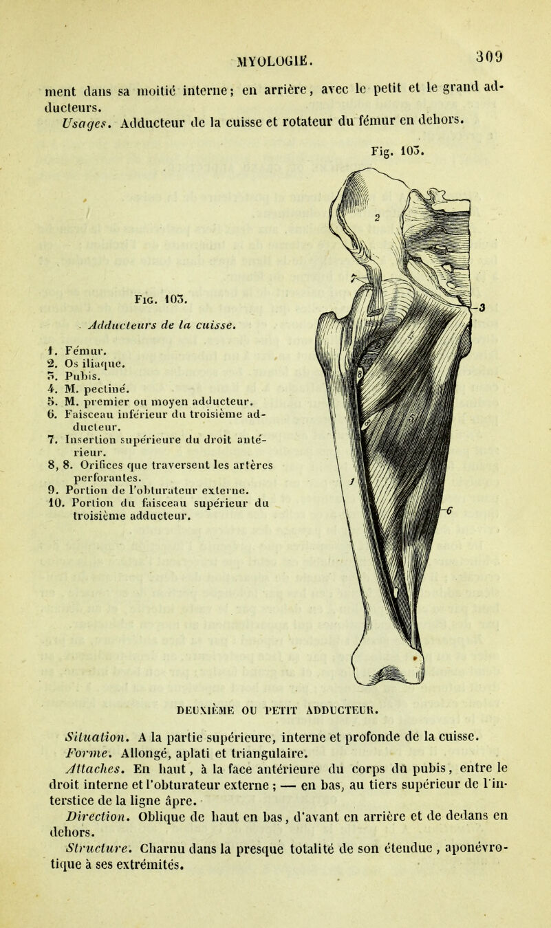 ment dans sa moitié interne; en arrière, avec le petit et le grand ad- ducteurs. Usages. Adducteur de la cuisse et rotateur du fémur en dehors. Fig. 103. Fig. 103. Adducteurs de la cuisse. Fémur. Os iliaque. Pubis. M. pectine'. M. premier ou moyen adducteur. Faisceau inférieur du troisième ad- ducteur. Insertion supérieure du droit anté- rieur. 8. Orifices que traversent les artères perforantes. Portion de l'obturateur externe. . Portion du faisceau supérieur du troisième adducteur. DEUXIÈME OU PETIT ADDUCTEUR. Situation. A la partie supérieure, interne et profonde de la cuisse. Forme. Allongé, aplati et triangulaire. Attaches. En haut, à la face antérieure du corps du pubis, entre le droit interne et l'obturateur externe ; — en bas, au tiers supérieur de l'in- terstice de la ligne âpre. Direction. Oblique de haut en bas, d'avant en arrière et de dedans en dehors. Structure. Charnu dans la presque totalité de son étendue , aponévro- tique à ses extrémités.