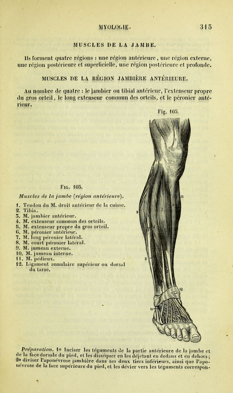 MUSCLES DE LA JAMBE. Ils forment quatre régions : une région antérieure , une région externe, une région postérieure et superficielle, une région postérieure et profonde. MUSCLES DE LA RÉGION JAMBIÈRE ANTERIEURE. Au nombre de quatre : le jambier ou tibial antérieur, l'extenseur propre du gros orteil, le long extenseur commun des orteils, et le péronier anté- rieur. Fig. 105. Fig. 105. Muscles de la jambe [région antérieure). Tendon du M» droit antérieur de la cuisse. Tibia. M. jambier antérieur. M. extenseur commun des orteils. IVt. extenseur propre du gros orteil. M. péronier antérieur. M. long péronier latéral. M. court péronier latéral. M. jumeau externe. , M. jumeau interne. . M. pédieux. Ligament annulaire supérieur ou dorsal du tarse. Préparation, lo Inciser les téguments de la partie antérieure de la jambe et de la face dorsale du pied, et les disséquer en les déjetant en dedans et en dehors; 2o diviser l'aponévrose jambière dans ses deux tiers inférieurs, ainsi que l'apo- névrose de la face supérieure du pied, et les dévier vers les téguments correspon-