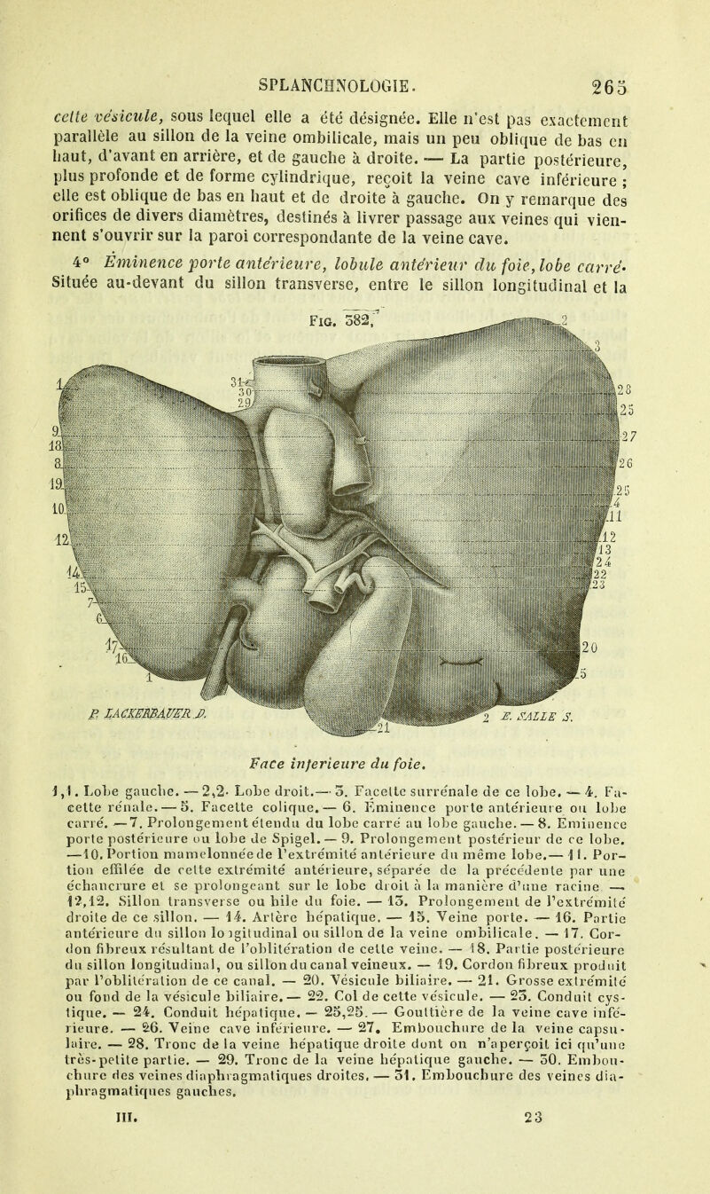 celte vésicule, sous lequel elle a été désignée. Elle n'est pas exactement parallèle au sillon de la veine ombilicale, mais un peu oblique de bas en liaut, d'avant en arrière, et de gauche à droite. — La partie postérieure, plus profonde et de forme cylindrique, reçoit la veine cave inférieure ; elle est oblique de bas en haut et de droite*à gauche. On y remarque des orifices de divers diamètres, destinés à livrer passage aux veines qui vien- nent s'ouvrir sur la paroi correspondante de la veine cave. 4° Èminence porte antérieure, lobule antérieur du foie, lobe carré- Située au-devant du sillon transverse, entre le sillon longitudinal et la P. LACKERDAUER J). V : Face inférieure du foie. i, I. Lobe gauche. — 2,2- Lobe droit.—- 5. Fa celte surrénale de ce lobe. — 4. Fa- cette rénale.— 5. Facette colique.— 6. Eminence porte antérieure ou lobe carré. —7. Prolongement étendu du lobe carré au lobe gauche. — 8. Éminence porte postérieure ou lobe de Spigel.— 9. Prolongement postérieur de ce lobe. —10. Portion mamelonnée de l'extrémité antérieure du même lobe.— 1 î. Por- tion effilée de celte extrémité antérieure, séparée de la précédente par une échancrure et se prolongeant sur le lobe droit à la manière d'une racine —. 12,12. Sillon transverse ou bile du foie. — 15. Prolongement de l'extrémité droite de ce sillon. — 14. Artère hépatique. — 15. Veine porte. — 16. Partie antérieure du sillon lo îgitudinal ou sillon de la veine ombilicale. — 17. Cor- don fibreux résultant de l'oblitération de celte veine. — 18. Partie postérieure du sillon longitudinal, ou sillon du canal veineux. — 19. Cordon fibreux produit par l'oblitération de ce canal. — 20. Vésicule biliaire. — 21. Grosse extrémité ou fond de la vésicule biliaire.— 22. Col de cette vésicule. — 23. Conduit cys- tique. — 24. Conduit hépatique, — 25,25.— Gouttière de la veine cave infé- rieure. — £6. Veine cave inférieure. —- 27. Embouchure de la veine capsu- laire. — 28. Tronc de la veine hépatique droite dont on n'aperçoit ici qu'une très-petite partie. — 29. Tronc de la veine hépatique gauche. — 50. Embou- chure des veines diaphi agmatiques droites, — 51. Embouchure des veines dia- phragmatiques gauches. III. 23