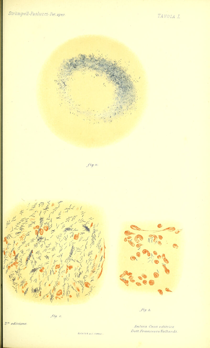 Strümp eII~Pa oluc ci-Pat. spe.c. Tavola i. Jltf. c. edixioric. /{ICH J En & c. NAPOLI. Antica Casa editrice Dott.FrcLncesco VaUardi.
