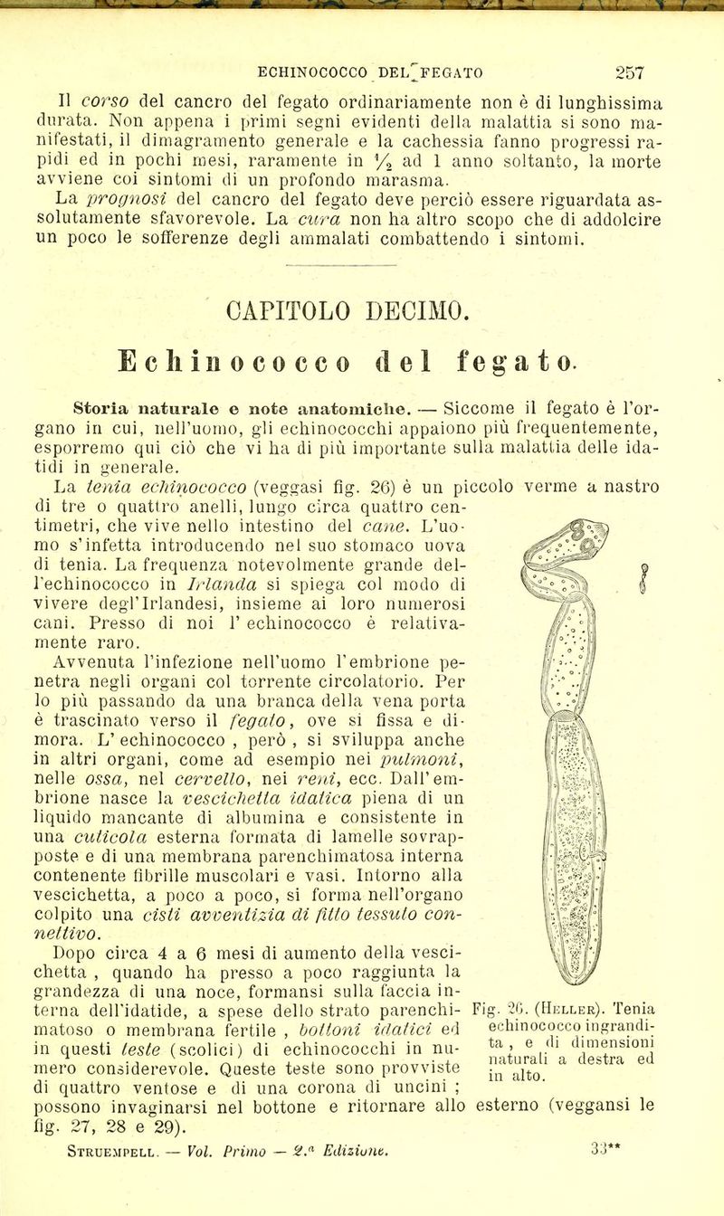 Il corso del cancro del fegato ordinariamente non è di lunghissima durata. Non appena i primi segni evidenti della malattia si sono ma- nifestati, il dimagramento generale e la cachessia fanno progressi ra- pidi ed in pochi mesi, raramente in % 1 ^i^'^o soltanto, la morte avviene coi sintomi di un profondo marasma. La prognosi del cancro del fegato deve perciò essere riguardata as- solutamente sfavorevole. La cura non ha altro scopo che di addolcire un poco le sofferenze degli ammalati combattendo i sintomi. CAPITOLO DECIMO. Echinococco del fegato. nastro Storia naturale e note anatomiclie. — Siccome il fegato è l'or- gano in cui, nell'uomo, gli echinococchi appaiono più frequentemente, esporremo qui ciò che vi ha di più importante sulla malattia delle ida- tidi in generale. La tenia echinococco (veggasi fìg. 26) è un piccolo verme a di tre 0 quattro anelli, lungo circa quattro cen- timetri, che vive nello intestino del cane. L'uo- mo s'infetta introducendo nel suo stomaco uova di tenia. La frequenza notevolmente grande del- l'echinococco in Irlanda si spiega col modo di vivere degl'Irlandesi, insieme ai loro numerosi cani. Presso di noi 1' echinococco è relativa- mente raro. Avvenuta l'infezione nell'uomo l'embrione pe- netra negli organi col torrente circolatorio. Per lo più passando da una branca della vena porta è trascinato verso il fegato, ove si fissa e di- mora. L' echinococco , però , si sviluppa anche in altri organi, come ad esempio nei pulmoni, nelle ossa, nel cervello, nei reni, ecc. Dall'em- brione nasce la vescichetta idatica piena di un liquido mancante di albumina e consistente in una cuticola esterna formata di lamelle sovrap- poste e di una membrana parenchimatosa interna contenente fibrille muscolari e vasi. Intorno alla vescichetta, a poco a poco, si forma nell'organo colpito una cisti avventìzia di fìtto tessuto con- nettivo. Dopo circa 4 a 6 mesi di aumento della vesci- chetta , quando ha presso a poco raggiunta la grandezza di una noce, formansi sulla faccia in- terna dell'idatide, a spese dello strato parenchi- matoso o membrana fertile , bottoni idatici ed in questi teste (scolici) di echinococchi in nu- mero considerevole. Queste teste sono provviste di quattro ventose e di una corona di uncini ; possono invaginarsi nel bottone e ritornare allo esterno (veggansi le fig. 27, 28 e 29). Struempell. — Voi. Primo — ^.^ Ediziom. 33** Fig. 20. (Heller). Tenia echinococco ingrandi- ta , e di dimensioni naturali a destra ed in alto.