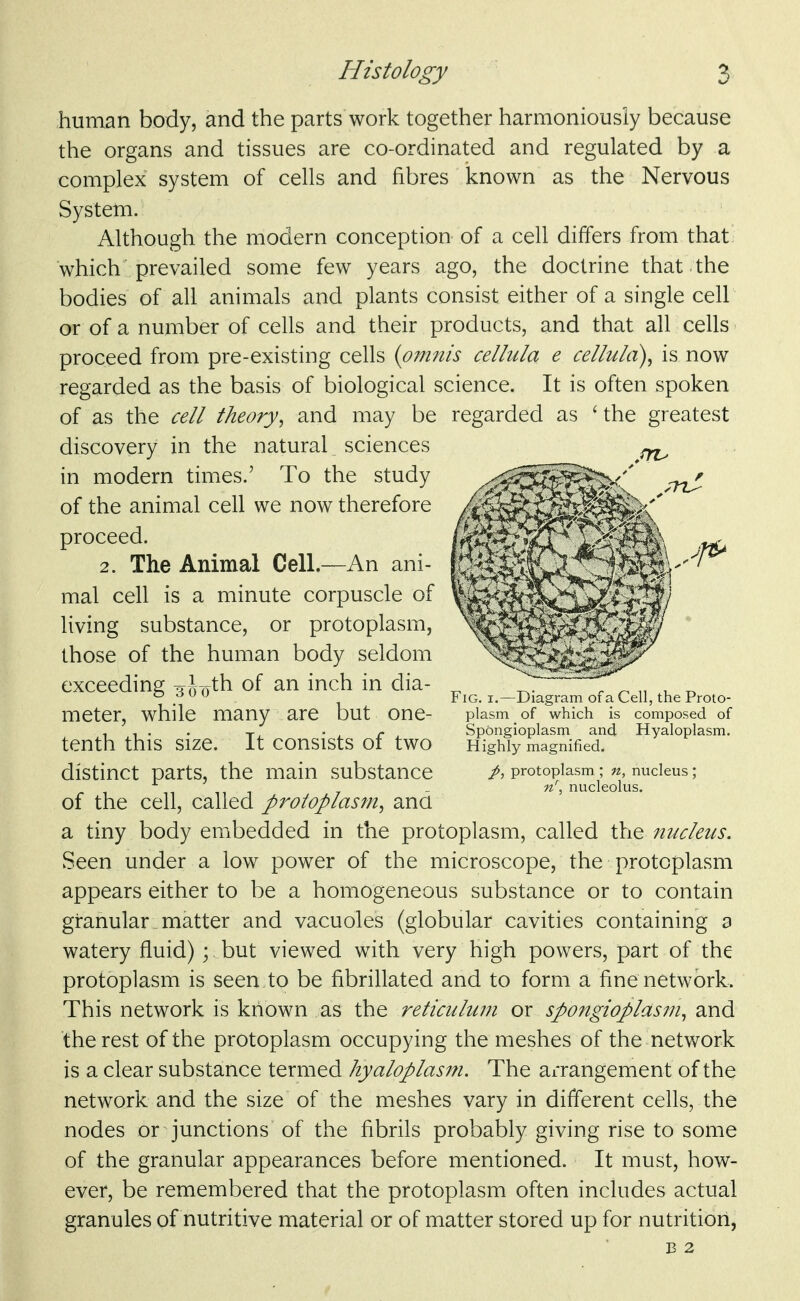 human body, and the parts work together harmoniously because the organs and tissues are co-ordinated and regulated by a complex system of cells and fibres known as the Nervous System. Although the modern conception of a cell differs from that which prevailed some few years ago, the doctrine that the bodies of all animals and plants consist either of a single cell or of a number of cells and their products, and that all cells proceed from pre-existing cells {pmnis cellula e cellula)^ is now regarded as the basis of biological science. It is often spoken of as the cell theory^ and may be regarded as ' the greatest discovery in the natural sciences in modern times.' To the study of the animal cell we now therefore proceed. 2. The Animal Cell.—An ani- mal cell is a minute corpuscle of living substance, or protoplasm, those of the human body seldom exceeding 3Jo^h of an inch in dia- meter, while many are but one- tenth this size. It consists of two distinct parts, the main substance of the cell, called protoplasm^ and a tiny body embedded in the protoplasm, called the nucleus. Seen under a low power of the microscope, the protoplasm appears either to be a homogeneous substance or to contain granular matter and vacuoles (globular cavities containing a watery fluid) ; but viewed with very high powers, part of the protoplasm is seen to be fibrillated and to form a fine network. This network is known as the reticulum or spongioplasm, and the rest of the protoplasm occupying the meshes of the network is a clear substance termed hyaloplasm. The arrangement of the network and the size of the meshes vary in different cells, the nodes or junctions of the fibrils probably giving rise to some of the granular appearances before mentioned. It must, how- ever, be remembered that the protoplasm often includes actual granules of nutritive material or of matter stored up for nutrition, B 2 Fig. I.—Diagram of a Cell, the Proto- plasm of which is composed of Spongioplasm and Hyaloplasm. Highly magnified. protoplasm ; n, nucleus ; n\ nucleolus.
