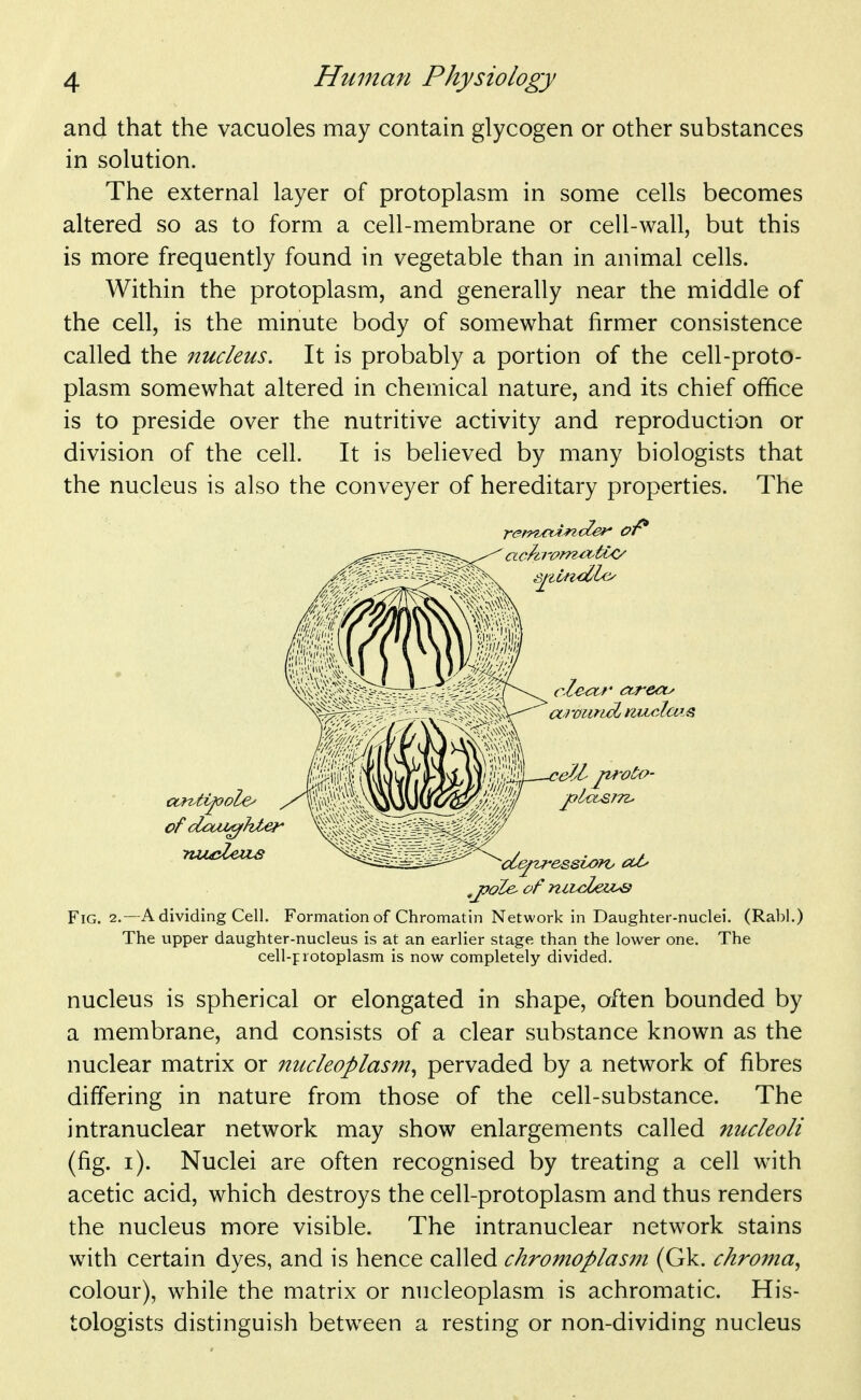 and that the vacuoles may contain glycogen or other substances in solution. The external layer of protoplasm in some cells becomes altered so as to form a cell-membrane or cell-wall, but this is more frequently found in vegetable than in animal cells. Within the protoplasm, and generally near the middle of the cell, is the minute body of somewhat firmer consistence called the nucleus. It is probably a portion of the cell-proto- plasm somewhat altered in chemical nature, and its chief office is to preside over the nutritive activity and reproduction or division of the cell. It is believed by many biologists that the nucleus is also the conveyer of hereditary properties. The Fig. 2.—a dividing Cell. Formation of Chromatin Network in Daughter-nuclei. (Rabl.) The upper daughter-nucleus is at an earlier stage than the lower one. The cell-protoplasm is now completely divided. nucleus is spherical or elongated in shape, often bounded by a membrane, and consists of a clear substance known as the nuclear matrix or nucleoplasm^ pervaded by a network of fibres differing in nature from those of the cell-substance. The intranuclear network may show enlargements called nucleoli (fig. i). Nuclei are often recognised by treating a cell with acetic acid, which destroys the cell-protoplasm and thus renders the nucleus more visible. The intranuclear network stains with certain dyes, and is hence called chromoplasin (Gk. chroma^ colour), while the matrix or nucleoplasm is achromatic. His- tologists distinguish between a resting or non-dividing nucleus of dcaz^lzle}^