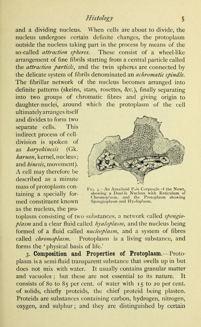 and a dividing nucleus. When cells are about to divide, the nucleus undergoes certain definite changes, the protoplasm outside the nucleus taking part in the process by means of the so-called attraction spheres. These consist of a wheel-like arrangement of fine fibrils starting from a central particle called the attraction particle^ and the twin spheres are connected by the delicate system of fibrils denominated an achromatic spindle. The fibrillar network of the nucleus becomes arranged into definite patterns (skeins, stars, rosettes, &c.), finally separating into two groups of chromatic fibres and giving origin to daughter-nuclei, around which the protoplasm of the cell ultimately arranges itself and divides to form two separate cells. This indirect process of cell- division is spoken of as karyokinesis (Gk. karuon, kernel, nucleus; and kinesis, movement). A cell may therefore be described as a minute mass of protoplasm con- taining a specially for- med constituent known as the nucleus, the pro- toplasm consisting of two substances, a network called spongio- plasm and a clear fluid called hyaloplasm, and the nucleus being formed of a fluid called nucleoplasm, and a system of fibres called chromoplasm. Protoplasm is a living substance, and forms the ' physical basis of life.' 3. Composition and Properties of Protoplasm.—Proto- plasm is a semi-fluid transparent substance that swells up in but does not mix with water. It usually contains granular matter and vacuoles ; but these are not essential to its nature. It consists of 80 to 85 per cent, of water with 15 to 20 per cent, of solids, chiefly proteids, the chief proteid being plasten. Proteids are substances containing carbon, hydrogen, nitrogen, oxygen, and sulphur; and they are distinguished by certain Fig. 3. - An Amoeboid Pale Corpuscle of the Newt, showing a Double Nucleus with Reticulum of Chromop'asm, and the Protoplasm showing Spongioplasm and Hyaloplasm,