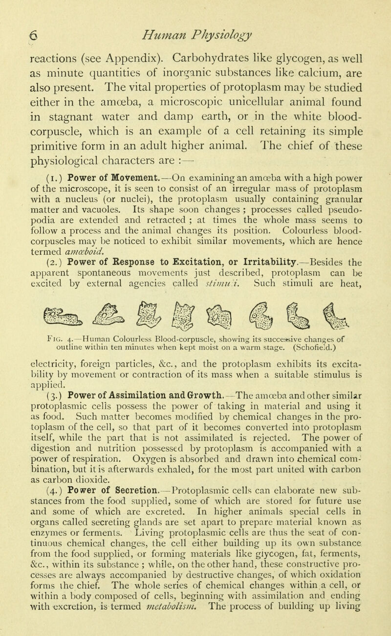 reactions (see Appendix). Carbohydrates like glycogen, as well as minute quantities of inorganic substances like calcium, are also present. The vital properties of protoplasm may be studied either in the amoeba, a microscopic unicellular animal found in stagnant water and damp earth, or in the white blood- corpuscle, which is an example of a cell retaining its simple primitive form in an adult higher animal. The chief of these physiological characters are :— (I.) Power of Movement.—On examining an amoeba with a high power of the microscope, it is seen to consist of an irregular mass of protoplasm with a nucleus (or nuclei), the protoplasm usually containing granular matter and vacuoles. Its shape soon changes ; processes called pseudo- podia are extended and retracted ; at times the whole mass seems to follow a process and the animal changes its position. Colourless blood- corpuscles may be noticed to exhibit similar movements, which are hence termed a77ioeboid. (2.) Power of Kesponse to Excitation, or Irritability.—Besides the apparent spontaneous movements just described, protoplasm can be excited by external agencies called stiniiiii. Such stimuli are heat. Fig. 4.—Human Colourless Blood-corpuscle, showing its successive changes of outline within ten minutes when kept moist on a warm stage. (Schofield.) electricity, foreign particles, &c., and the protoplasm exhibits its excita- bility by movement or contraction of its mass when a suitable stimulus is applied. (3.) Power of Assimilation and Growth. —The amoeba and other similar protoplasmic cells possess the power of taking in material and using it as food. Such matter becomes modified by chemical changes in the pro- toplasm of the cell, so that part of it becomes converted into protoplasm itself, while the part that is not assimilated is rejected. The power of digestion and nutrition possessed by protoplasm is accompanied with a power of respiration. Oxygen is absorbed and drawn into chemical com- bination, but it is afterwards exhaled, for the most part united with carbon as carbon dioxide. (4.) Power of Secretion.—Protoplasmic cells can elaborate new sub- stances from the food supplied, some of which are stored for future use and some of which are excreted. In higher animals special cells in organs called secreting glands are set apart to prepare material known as enzymes or ferments. Living protoplasmic cells are thus the seat of con- tinuous chemical changes, the cell either building up its own substance from the food supplied, or forming materials like glycogen, fat, ferments, &c., within its substance ; while, on the other hand, these constructive pro- cesses are always accompanied by destructive changes, of which oxidation forms I he chief. The whole series of chemical changes within a cell, or within a body composed of cells, beginning with assimilation and ending with excretion, is termed uietabolisjn. The process of building up living