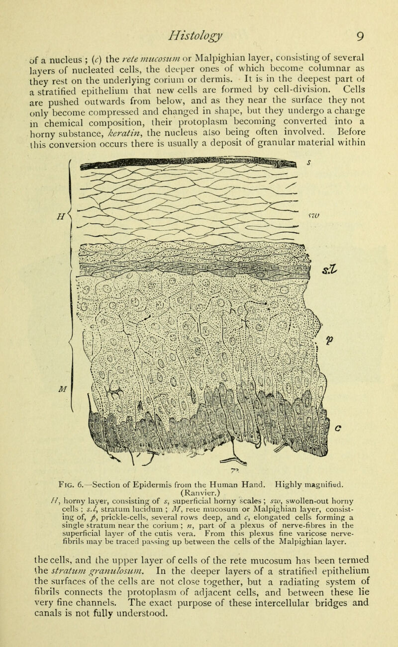 of a nucleus ; [c] the rete iimcosuni (3r Malpighian layer, consisting of several layers of nucleated cells, the deeper ones of which become columnar as they rest on the underlying corium or dermis. It is in the deepest part of a stratified epithelium that new cells are formed by cell-division. Cells are pushed outwards from below, and as they near the surface they not only become compressed and changed in shape, but they undergo a change m chemical composition, their protoplasm becoming converted into a horny substance, keratin, the nucleus also being often involved. Before this conversion occurs there is usually a deposit of granular material within Fig. 6.—Section of Epidermis from the Human Hand. Highly magnifiad. (Ranvier.) //, horny layer, consisting of superficial horny scales ; sw, swollen-out horny cells ; s.l^ stratum lucidum ; 71/, reie mucosum or Malpighian layer, consist- ing of, prickle-cells, several rows deep, and c, elongated cells forming a single stratum near the corium; «, part of a plexus of nerve-fibres in the superficial layer of the cutis vera. From this plexus fine varicose nerve- fibrils may be traced passing up between the cells of the Malpighian layer. the cells, and the upper layer of cells of the rete mucosum has been termed the stratum graimlosiim. In the deeper layers of a stratified epithelium the surfaces of the cells are not close together, but a radiating system of fibrils connects the protoplasm of adjacent cells, and between these lie very fine channels. The exact purpose of these intercellular bridges and canals is not fiilly understood.
