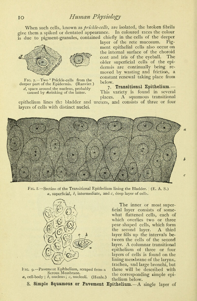 When such cells, known as prickle-cells, are isolated, the broken fibrils give them a spiked or dentated appearance. In coloured races the colour is due to pigment-granules, contained chiefly in the cells of the deeper layer of the rete mucosum. Pig- Fig. 7.—Two ' Prickle-cells from the deeper part of the Epidermis, (Ranvier.) d, space around the nucleus, probably- caused by drinking of the latter. epithelium lines the bladder and layers of cells with distinct nuclei. ment epithelial cells also occur on the internal surface of the choroid coat and iris of the eyeball. The older superficial cells of the epi- dermis are continually being re- moved by wasting and friction, a constant renewal taking place from below\ 7. Transitional Epithelium,— This variety is found in several places. A squamous transitional ureters, and consists of three or four Fig. -Section of the Transitional Epithelium lining the Bladder. (E. A. S.) (2, superficial, b, intermediate, and c, deep layer of cellh^. The inner or most super- ficial layer consists of some- what flattened cells, each of which overlies two or three pear-shaped cells, which form the second layer. A third layer fills up the intervals be- tween the cells of the second layer. A columnar transitional epithelium of three or four layers of cells is found on the lining membrane of the larynx, trachea, and large bronchi, but these will be described with the corresponding eimple epi- thelium below. Simple Squamous or Pavement Epithelium.—A single layer of L IG. g.—Pavement ELplthelium, scraped from a Serous Membrane. a, cell-body ; nucleus ; c, nucleoli. (Henle.)