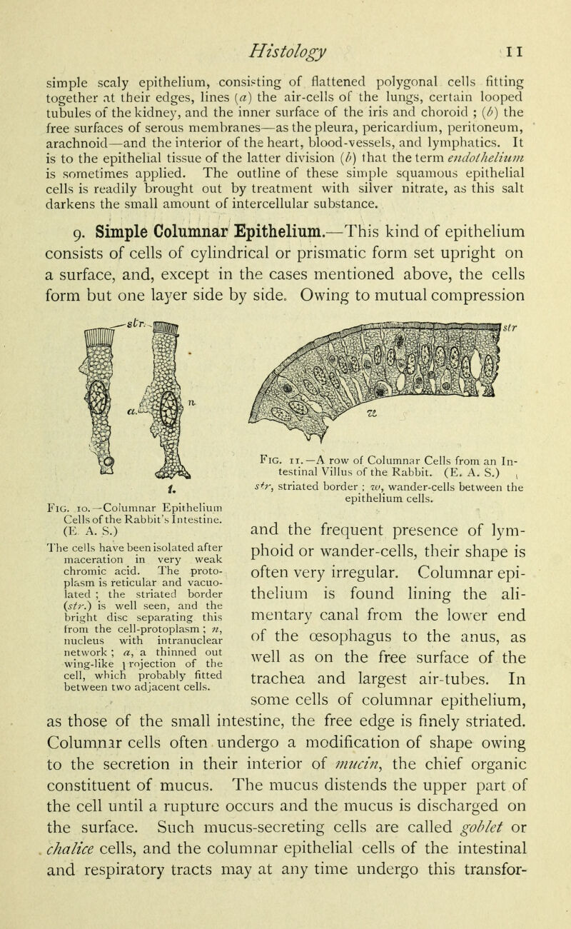 simple scaly epithelium, consisting of flattened polygonal cells fitting together at their edges, lines («) the air-cells of the lungs, certain looped tubules of the kidney, and the inner surface of the iris and choroid ; {b) the free surfaces of serous membranes—as the pleura, pericardium, peritoneum, arachnoid—and the interior of the heart, blood-vessels, and lymphatics. It is to the epithelial tissue of the latter division {h) that the term endoihelhiiii is sometimes applied. The outline of these simple squamous epithelial cells is readily brought out by treatment with silver nitrate, as this salt darkens the small amount of intercellular substance. 9. Simple Columnar Epithelium.—This kind of epithelium consists of cells of cylindrical or prismatic form set upright on a surface, and, except in the cases mentioned above, the cells form but one layer side by side. Owing to mutual compression Fig. 10.—Columnar Epithelium Cells of the Rabbit's Intestine. (E. A. S.) lhe cells have been isolated after maceration in very weak chromic acid. The proto- plasm is reticular and vacuo- lated ; the striated border (^^r.) is well seen, and the bright disc separating this from the cell-protoplasm ; n, nucleus with intranuclear network ; «, a thinned out wing-like ] rojection of the cell, which probably fitted between two adjacent cells. Fig. it.—a row of Columnar Cells from an In- testinal Villus of the Rabbit. (E. A. S.) i sir, striated border ; iv, wander-cells between the epithelium cells. and the frequent presence of lym- phoid or wander-cells, their shape is often very irregular. Columnar epi- thelium is found lining the ali- mentary canal from the lower end of the oesophagus to the anus, as well as on the free surface of the trachea and largest air-tubes. In some cells of columnar epithelium, as those of the small intestine, the free edge is finely striated. Columnar cells often undergo a modification of shape owing to the secretion in their interior of mucin^ the chief organic constituent of mucus. The mucus distends the upper part of the cell until a rupture occurs and the mucus is discharged on the surface. Such mucus-secreting cells are called goblet or chalice cells, and the columnar epithelial cells of the intestinal and respiratory tracts may at any time undergo this transfer-