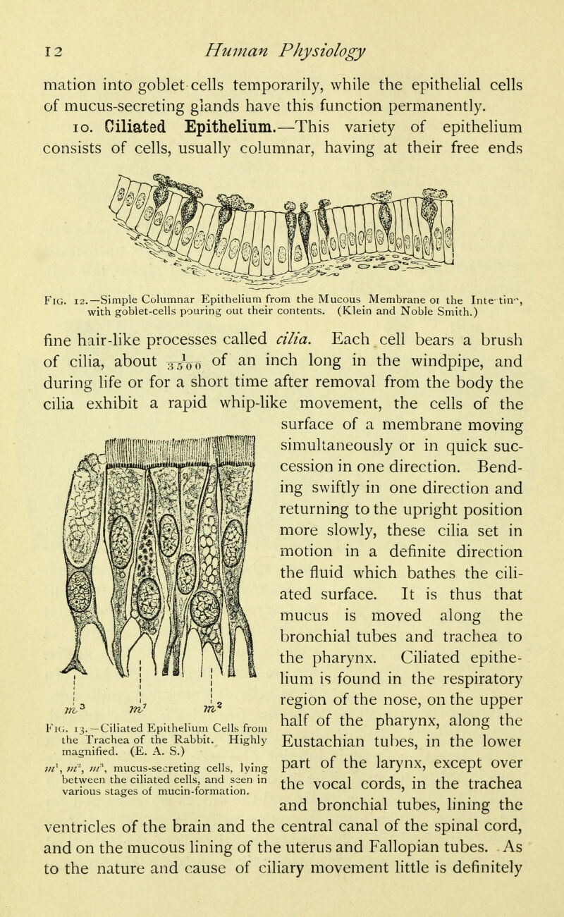 mation into goblet cells temporarily, while the epithelial cells of mucus-secreting glands have this function permanently. lo. Ciliated Epithelium.—This variety of epithelium consists of cells, usually columnar, having at their free ends Fig. 12.—Simple Columnar Epithelium from the Mucous Membrane or the Intc tin'% with goblet-cells pouring out their contents. (Klein and Noble Smith.) fine hair-like processes called cilia. Each cell bears a brush of cilia, about 35^00 of i^^^h long in the windpipe, and during hfe or for a short time after removal from the body the cilia exhibit a rapid whip-like movement, the cells of the surface of a membrane moving simultaneously or in quick suc- cession in one direction. Bend- ing swiftly in one direction and returning to the upright position more slowly, these cilia set in motion in a definite direction the fluid which bathes the cih- ated surface. It is thus that mucus is moved along the bronchial tubes and trachea to the pharynx. Ciliated epithe- lium is found in the respiratory region of the nose, on the upper half of the pharynx, along the Eustachian tubes, in the lower part of the larynx, except over the vocal cords, in the trachea and bronchial tubes, lining the ventricles of the brain and the central canal of the spinal cord, and on the mucous lining of the uterus and Fallopian tubes. As to the nature and cause of ciliary movement little is definitely Fk;. 13. —Ciliated Epithelium Cells from the Trachea of the Rabbit. Highly magnified. (E. A. S.) w\ vr, in^, mucus-secreting cells, lying between the ciliated cells, and seen in various stages of mucin-formation.