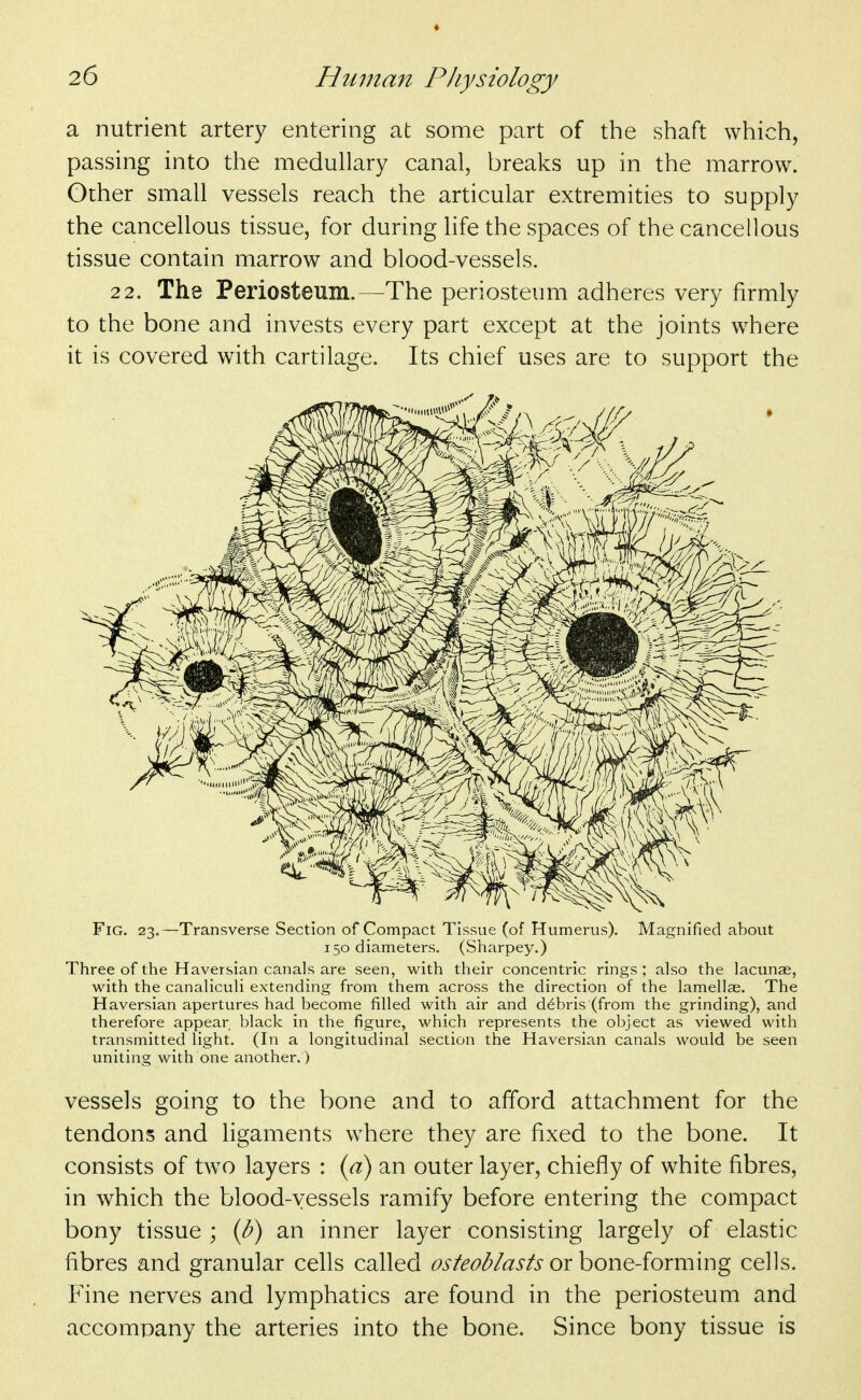 a nutrient artery entering at some part of the shaft which, passing into the medullary canal, breaks up in the marrow. Other small vessels reach the articular extremities to supply the cancellous tissue, for during life the spaces of the cancellous tissue contain marrow and blood-vessels. 2 2. The Periosteum.—The periosteum adheres very firmly to the bone and invests every part except at the joints where it is covered with cartilage. Its chief uses are to support the Fig. 23.—Transverse Section of Compact Tissue (of Humerus). Magnified about 150 diameters. (Sharpey.) Three of the Haversian canals are seen, with their concentric rings ; also the lacunae, with the canaliculi extending from them across the direction of the lamellae. The Haversian apertures had become filled with air and debris (from the grinding), and therefore appear black in the figure, which represents the object as viewed with transmitted light. (In a longitudinal section the Haversian canals would be seen uniting with one another.) vessels going to the bone and to afford attachment for the tendons and ligaments where they are fixed to the bone. It consists of two layers : {a) an outer layer, chiefly of white fibres, in which the blood-vessels ramify before entering the compact bony tissue ; (b) an inner layer consisting largely of elastic fibres and granular cells called osteoblasts oxhoY\^-ioxm\\\g cells. Fine nerves and lymphatics are found in the periosteum and accompany the arteries into the bone. Since bony tissue is