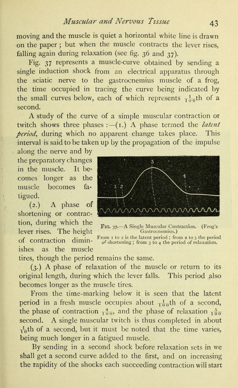 moving and the muscle is quiet a horizontal white line is drawn on the paper ; but when the muscle contracts the lever rises, falling again during relaxation (see fig. 36 and 37). Fig. 37 represents a muscle-curve obtained by sending a single induction shock from an electrical apparatus through the sciatic nerve to the gastrocnemius muscle of a frog, the time occupied in tracing the curve being indicated by the small curves below, each of which represents xJo^h ^ second. A study of the curve of a simple muscular contraction or twitch shows three phases :—(i.) A phase termed the latent period^ during which no apparent change takes place. This interval is said to be taken up by the propagation of the impulse along the nerve and by the preparatory changes in the muscle. It be- comes longer as the Fig. 37.—A Single Muscular Contraction. (Frog's Gastrocnemius.) is the latent period ; from 2 to 3 the period from 3 to 4 the period of relaxation. From I to 2 o^ shortenin: muscle becomes fa- tigued. (2.) A phase of shortening or contrac- tion, during w^hich the lever rises. The height of contraction dimin- ishes as the muscle tires, though the period remains the same. (3.) A phase of relaxation of the muscle or return to its original length, during which the lever falls. This period also becomes longer as the muscle tires. From the time-marking below it is seen that the latent period in a fresh muscle occupies about y^oth of a second, the phase of contraction yj^, and the phase of relaxation -^^^ second. A single muscular twitch is thus completed in about y'^Qth of a second, but it must be noted that the time varies, being much longer in a fatigued muscle. By sending in a second shock before relaxation sets in we shall get a second curve added to the first, and on increasing the rapidity of the shocks each succeeding contraction will start