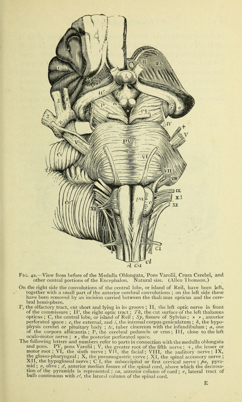 Fig. 42.—View from before of the Medulla Oblongata, Pons Varolii, Crura Cerebri, and other central portions of the Encephalon. Natural size. (Allen Ihomson.) On the right side the convolutions of the central lobe, or island of Reil, have been left, together with a small part of the anterior cerebral convolutions ; on the left side these have been removed by an incision carried between the thalamus opticus and the cere- bral hemisphere. r, the olfactory tract, cut short and lying in its groove ; II, the left optic nerve in front of the commissure ; II', the right optic tract; Th, the cut surface of the left thalamus opticus ; C, the cejitral lobe, or island of Reil ; Sy^ fissure of Sylvius; > > , anterior perforated space ; the external, and /, the internal corpus geniculatum ; the hypo- physis cerebri or pituitary body ; tc, tuber cinereum with the infundibulum ; a, one of the corpora albicantia ; P, the cerebral peduncle or crus ; III, close to the left oculo-mptor nerve ; x , the posterior perforated space. The following letters and numbers refer to parts in connection with the medulla oblongata and pons. PV, pons Varolii ; V, the greater root of the fifth nerve ; +, the lesser or motor root ; VI, the sixth nerve; VI f, the facial; VIII, the auditory nerve; IX, the glosso-pharyngeal ; X, the pneumogastric nerve ; XI, the spinal accessory nerve ; XJI, the hypoglossal nerve; C 1, the suboccipital or first cervical nerve ; pa, pyra- rnid ; o, olive ; d, anterior median fissure of the spinal cord, above which the decussa- tion of the pyramids is represented ; ca, anterior column of cord ; r, lateral tract of bulb continuous with c/, the lateral column of the spinal cord. E