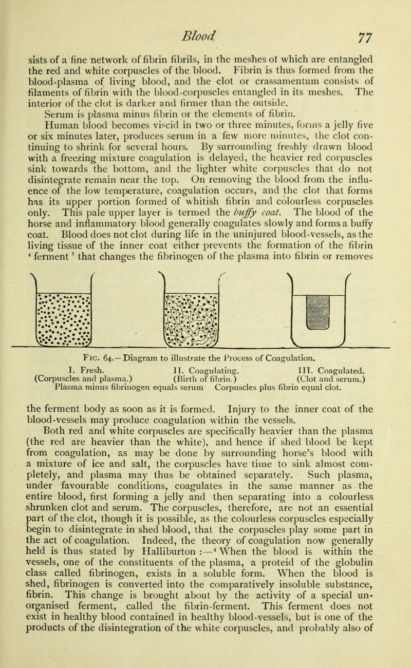 sists of a fine network of fibrin fibrils, in the meshes of which are entangled the red and white corpuscles of the blood. Fibrin is thus formed from the blood-plasma of living blood, and the clot or crassamentum consists of filaments of fibrin with the blood-corpuscles entangled in its meshes. The interior of the clot is darker and firmer than the outside. Serum is plasma minus fibrin or the elements of fibrin. Human blood becomes viscid in two or three minutes, forms a jelly five or six minutes later, produces serum in a few more n)inutes, the clot con- tinuing to shrink for several hours. By surrounding freshly drawn blood with a freezing mixture coagulation is delayed, the heavier red corpuscles sink towards the bottom, and the lighter white corpuscles that do not disintegrate remain near the top. On removing the blood from the influ- ence of the low temperature, coagulation occurs, and the clot that forms has its upper portion formed of whitish fibrin and colourless corpuscles only. This pale upper layer is termed the btiffy coat. The blood of the horse and inflammatory blood generally coagulates slowly and forms a buffy coat. Blood does not clot during life in the uninjured blood-vessels, as the living tissue of the inner coat either prevents the formation of the fibrin * ferment' that changes the fibrinogen of the plasma into fibrin or removes Fig. 64. —Diagram to illustrate the Process of Coagulation. I. Fresh. II. Coagulating. III. Coagulated. (Corpuscles and plasma.) (Birth of fibrin.) (Clot and serum.) Plasma minus fibrinogen equals serum Corpuscles plus fibrin equal clot. the ferment body as soon as it is formed. Injury to the inner coat of the blood-vessels may produce coagulation within the vessels. Both red and white corpuscles are specifically heavier than the plasma (the red are heavier than the white), and hence if shed blood be kept from coagulation, as may be done by surrounding horse's blood with a mixture of ice and salt, the corpuscles have time to sink almost com- pletely, and plasma may thus be obtained separately. Such plasma, under favourable conditions, coagulates in the same manner as the entire blood, first forming a jelly and then separating into a colourless shrunken clot and serum. The corpuscles, therefore, are not an essential part of the clot, though it is possible, as the colourless corpuscles especially begin to disintegrate in shed blood, that the corpuscles play some part in the act of coagulation. Indeed, the theory of coagulation now generally held is thus stated by Halliburton :—' When the blood is within the vessels, one of the constituents of the plasma, a proteid of the globulin class called fibrinogen, exists in a soluble form. When the blood is shed, fibrinogen is converted into the comparatively insoluble substance, fibrin. This change is brought about by the activity of a special un- organised ferment, called the fibrin-ferment. This ferment does not exist in healthy blood contained in healthy blood-vessels, but is one of the products of the disintegration of the white corpuscles, and probably also of