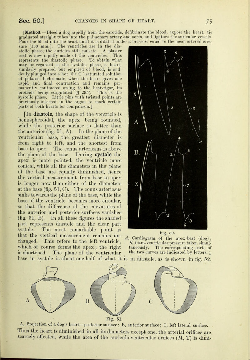 [Method.—Bleed a dog ia])idly fioin the carotids, defibrinate the blood, expose the heart, tie graduated straight tubes into the pulmonary artery and aorta, and ligature the auricular vessels. Pour the blood into the heart until it is dilated under a pressure equal to the mean arterial pres- sure (150 mm.). The ventricles are in the dia- stolic phase, the aaricles still pulsate. A plaster cast is now rapidly made of the ventricles. This represents the diastolic phase. To obtain what may be regarded as the systolic phase, a heart, similarly prepared but emptied of blood, is sud- denly pluuged into a hot (50° C.) saturated solution of potassic bichromate, when tlie heart gives one rapid and final contraction and remains per- manently contracted owing to the heat-rigor, its Proteids being coagulated (§ 295). This is the systolic phase. Little pins with twisted points are previously inserted in the organ to mark cer tain parts of both hearts for comparison.] [In diastole, the shape of the ventricle is heniispheroidal, the apex being rounded, while the posterior surface is flatter than the anterior (fig. 51, A). In the plane of the ventricular base, the greatest diameter is from right to left, and the shortest from base to apex. The conus arteriosus is above the plane of the base. During systole the apex is more pointed, the ventricle more conical, while all the diameters in the plane of the base are equally diminished, hence the vertical measurement from base to apex is longer now than either of the diameters at the base (fig. 51, C). The conus arteriosus sinks towards the plane of the base, while the base of the ventricle becomes more circular, so that the difference of the curvatures of the anterior and posterior surfaces vanishes (fig. 51, B). In all these figures the shaded part represents diastole and the clear part systole. The most remarkable point is that the vertical measurement remains un- ^ n j- ' ^ ^ ,-, s -, , „- . „ V ;T 1 c; , • 1 -^i uardiogram of the apex-beat (dog) ; changed. This refers to the left ventricle, ^, intra-ventricular pressure taken simul- which of course forms the apex; the right taneously. The corresponding parts of is shortened. The plane of the ventricular the two curves are indicated by letters, -j base in systole is about one-half of what it is in diastole, as is shown in fig. 52. Fig. 51. A, Projection of a dog's heart—posterior surface ; B, anterior surface; C, left lateral surface. Thus the heart is diminished in all its diameters except one, the arterial orifices are scarcely affected, while the area of the auriculo-ventricular orifices (M, T) is dimi-